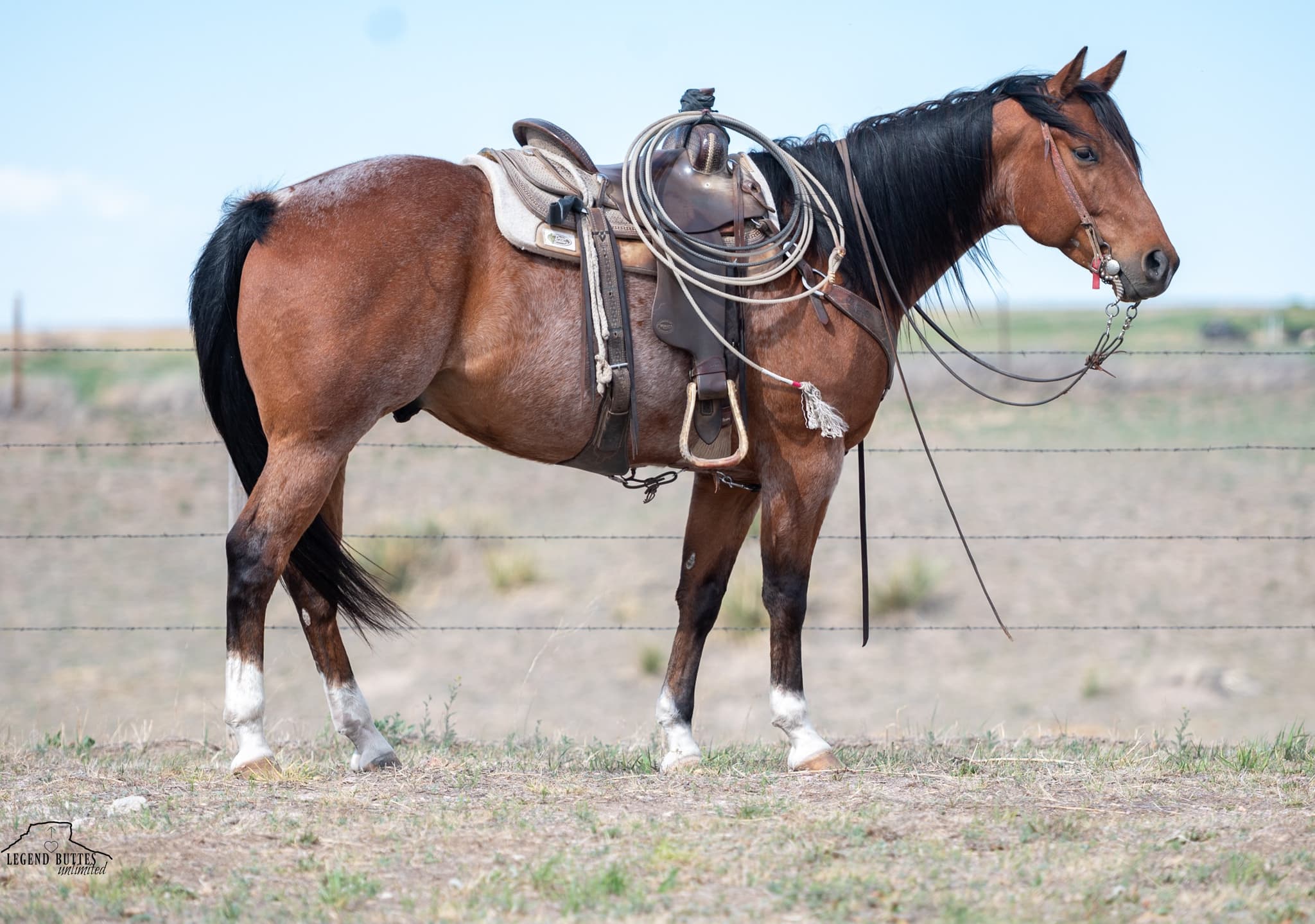 JACK N SHINE - Image 1
