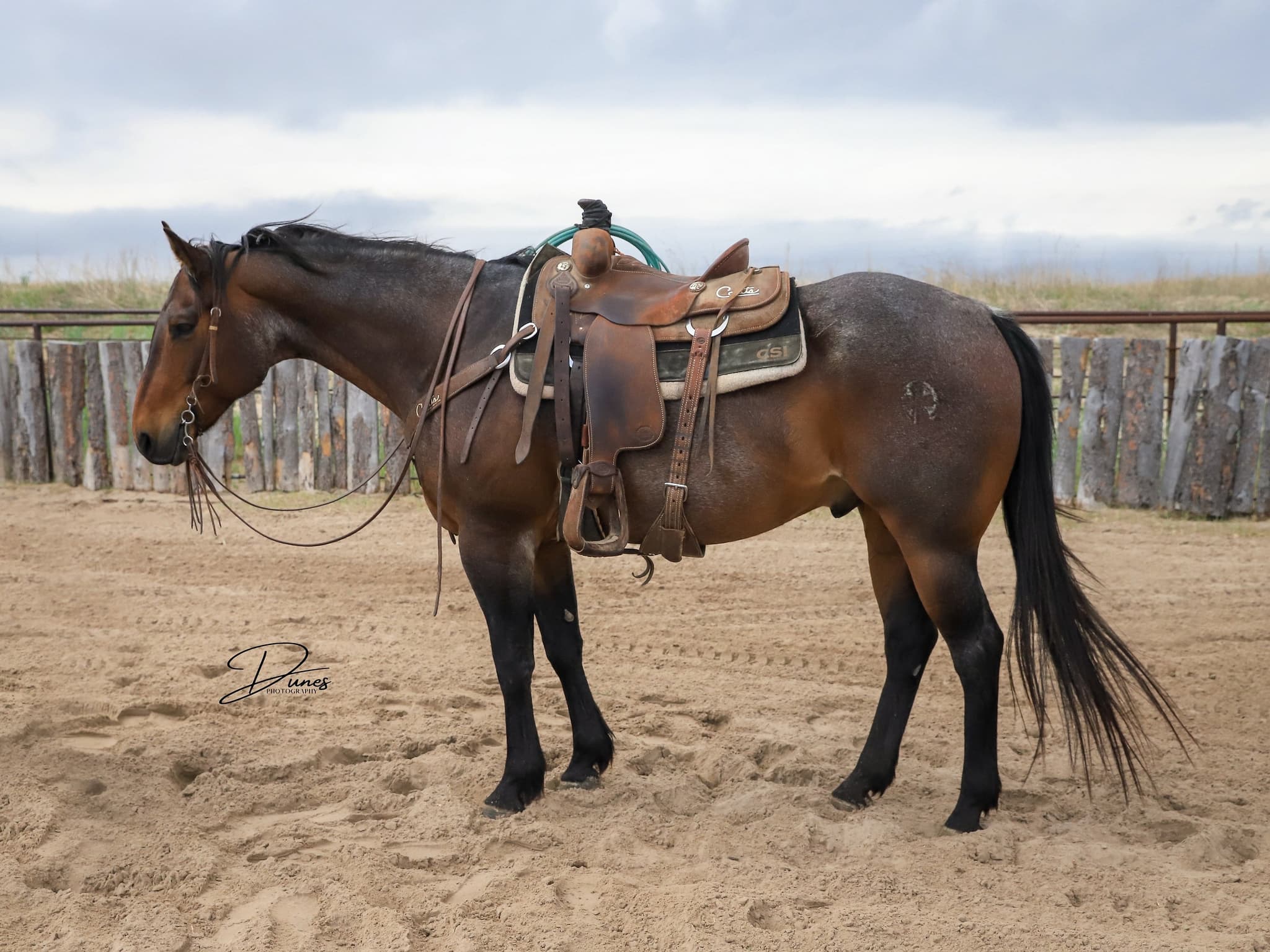 STORMYS LUCKY ROAN - Image 1