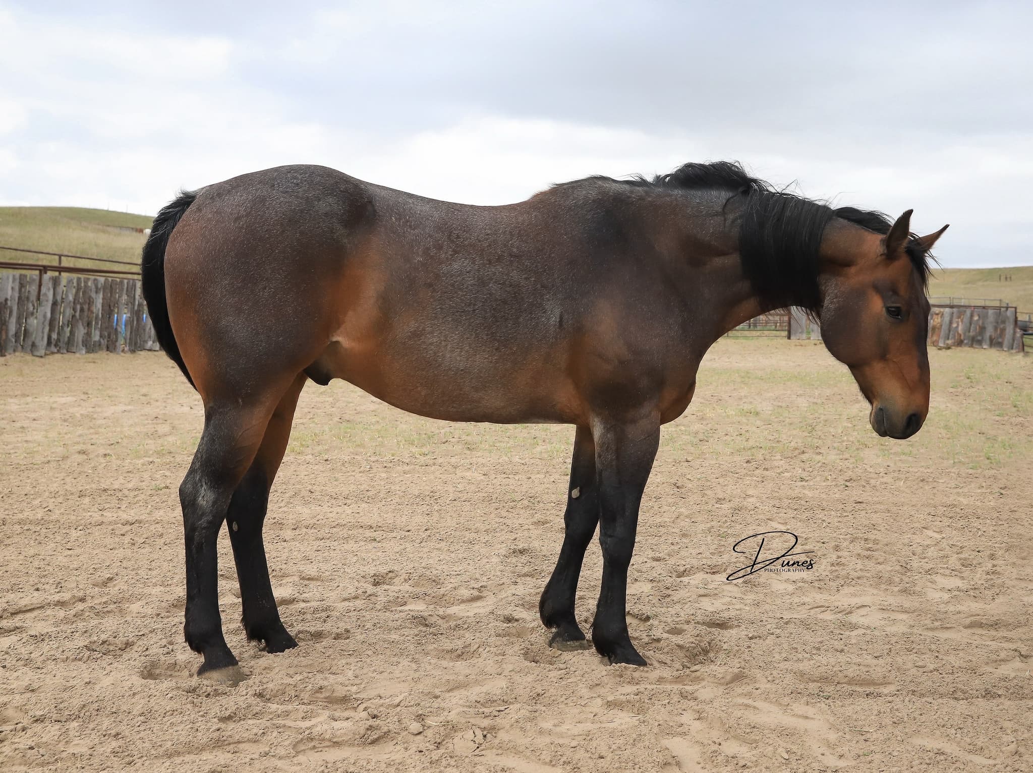 STORMYS LUCKY ROAN - Image 3