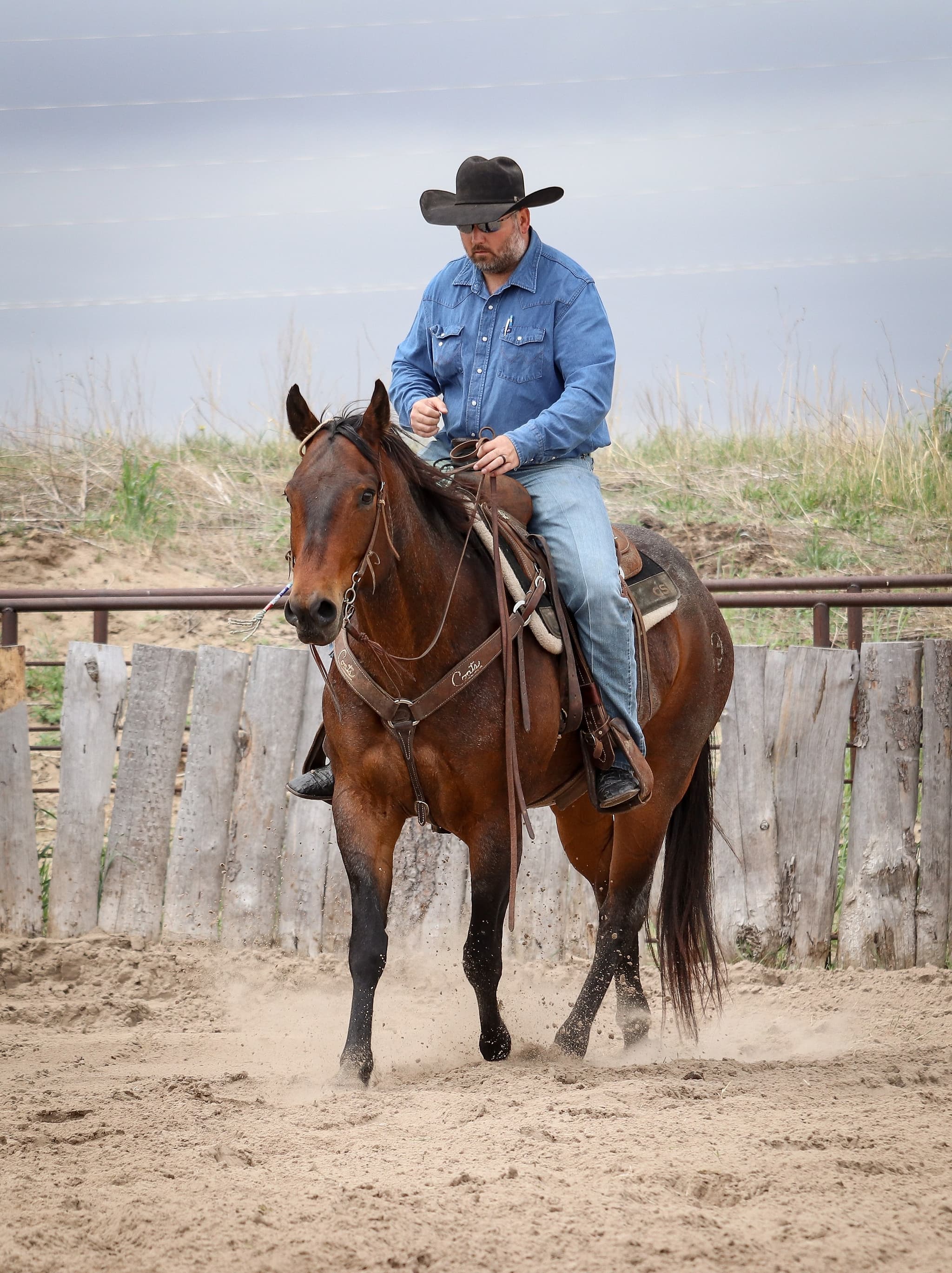 STORMYS LUCKY ROAN - Image 6