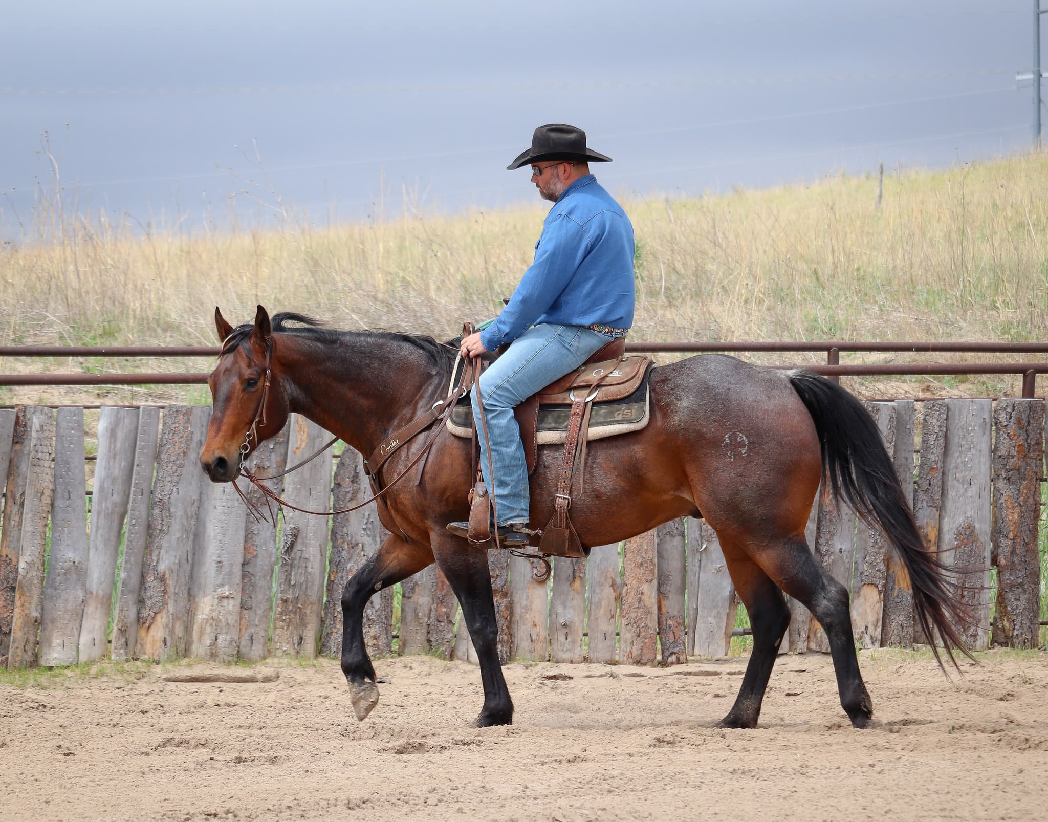 STORMYS LUCKY ROAN - Image 15