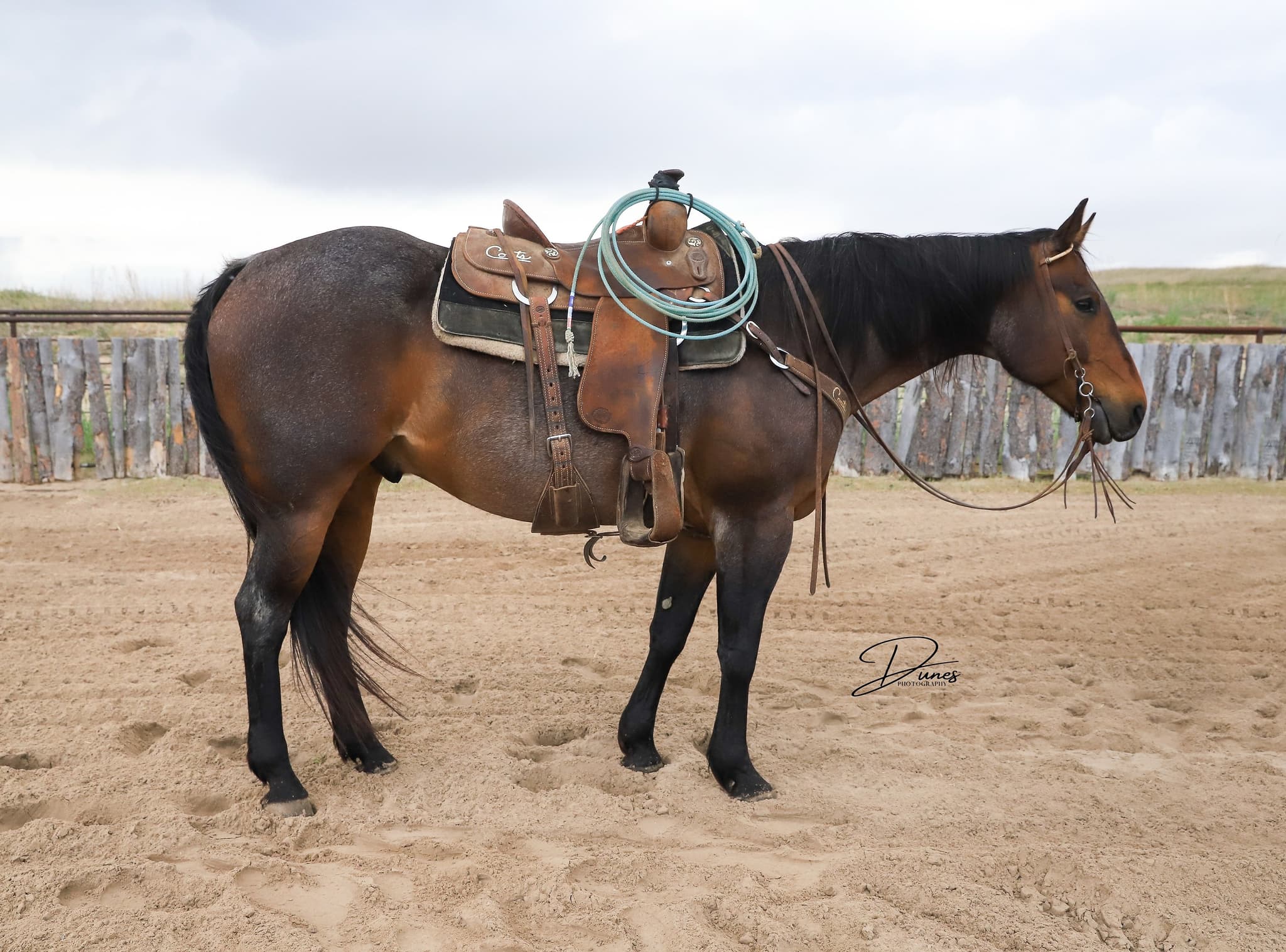 STORMYS LUCKY ROAN - Image 8