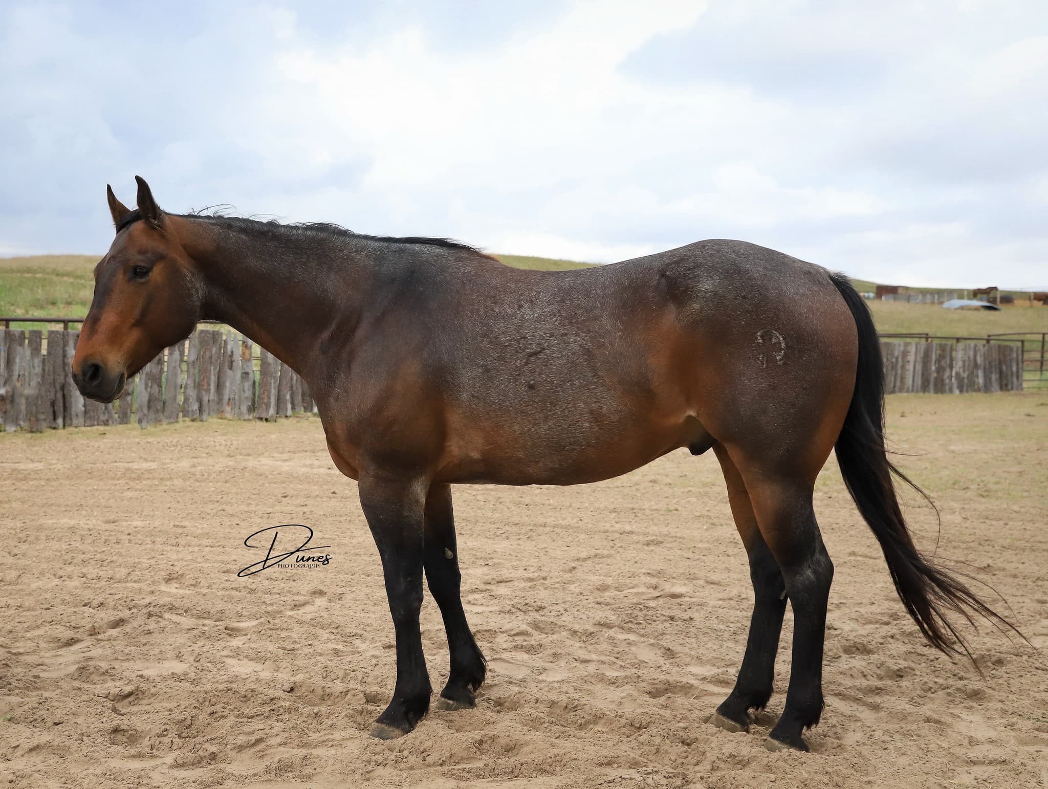 STORMYS LUCKY ROAN - Image 4