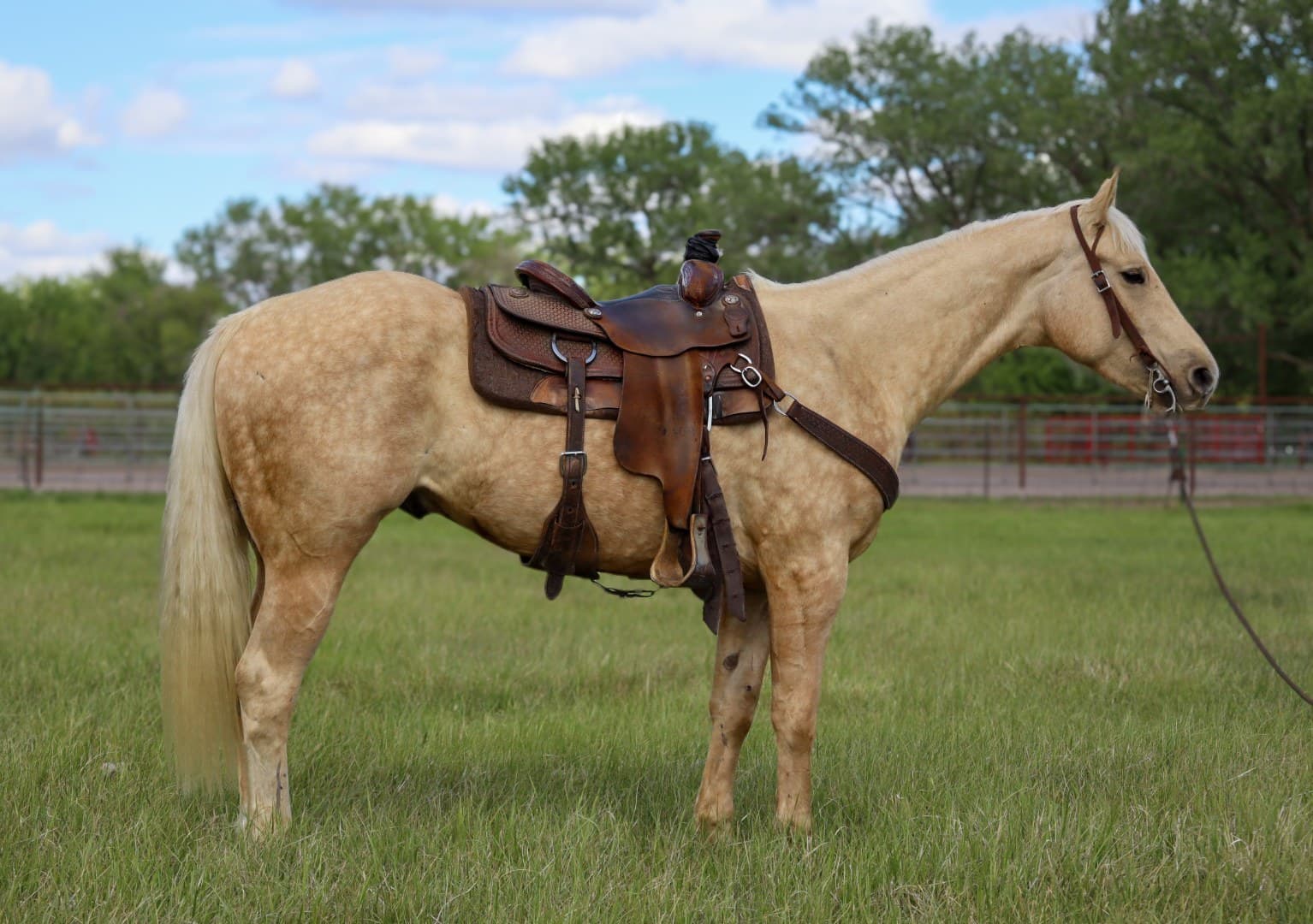 TWO EYED RODEO DUKE - Image 2