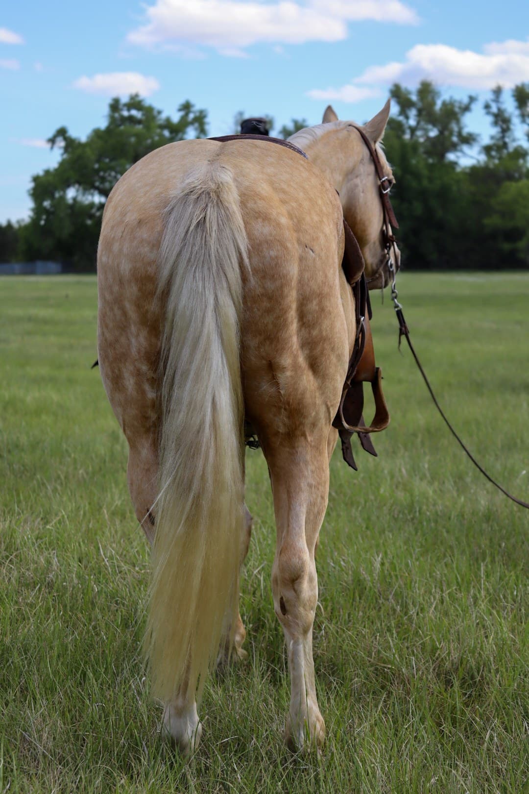 TWO EYED RODEO DUKE - Image 3