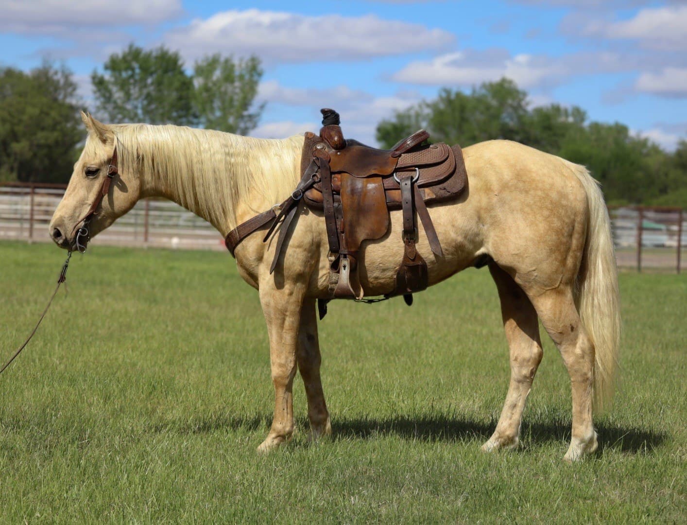 TWO EYED RODEO DUKE - Image 1