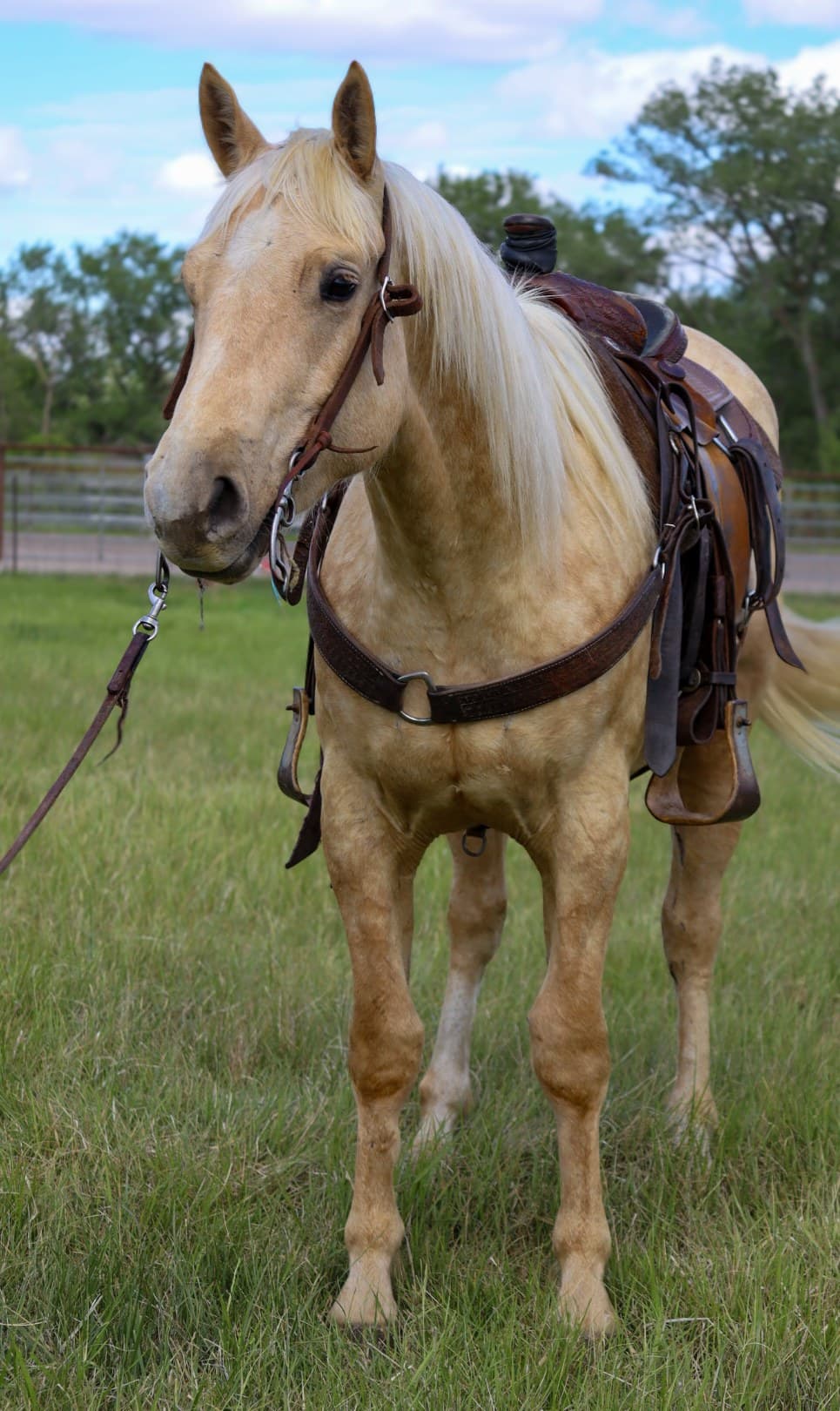 TWO EYED RODEO DUKE - Image 4