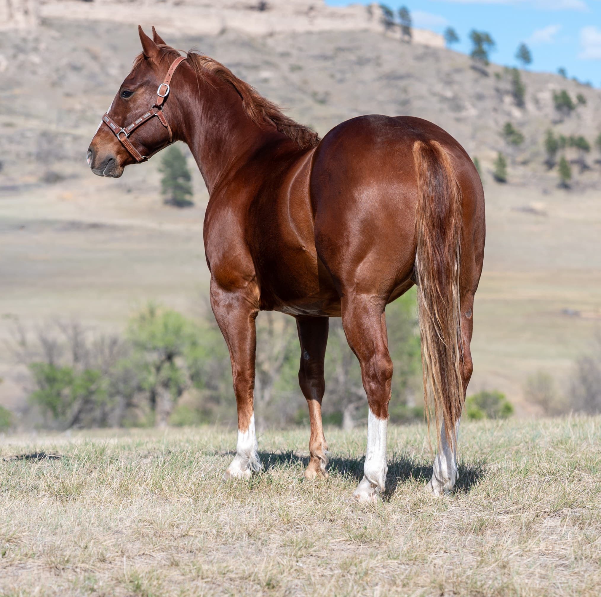 RIVERBOTTOM RALPHIE - Image 4