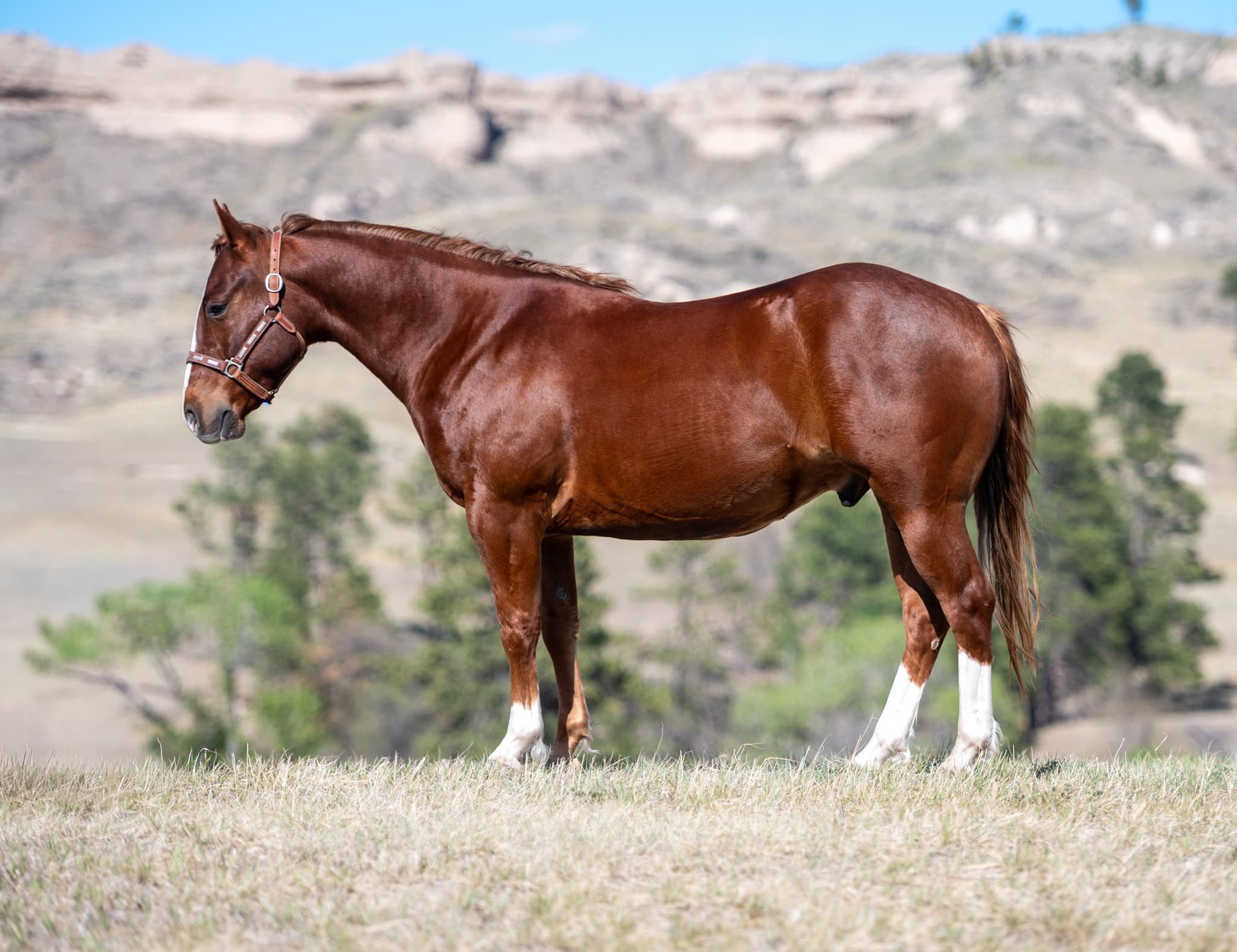 RIVERBOTTOM RALPHIE - Image 14