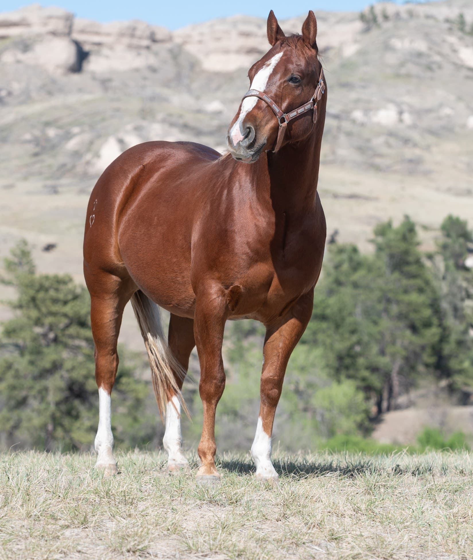 RIVERBOTTOM RALPHIE - Image 3