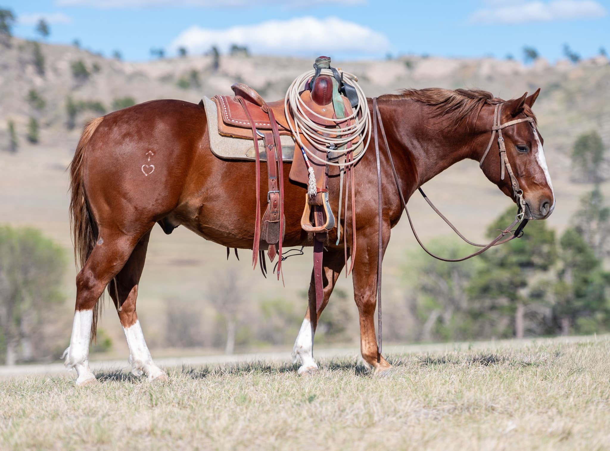RIVERBOTTOM RALPHIE - Image 1