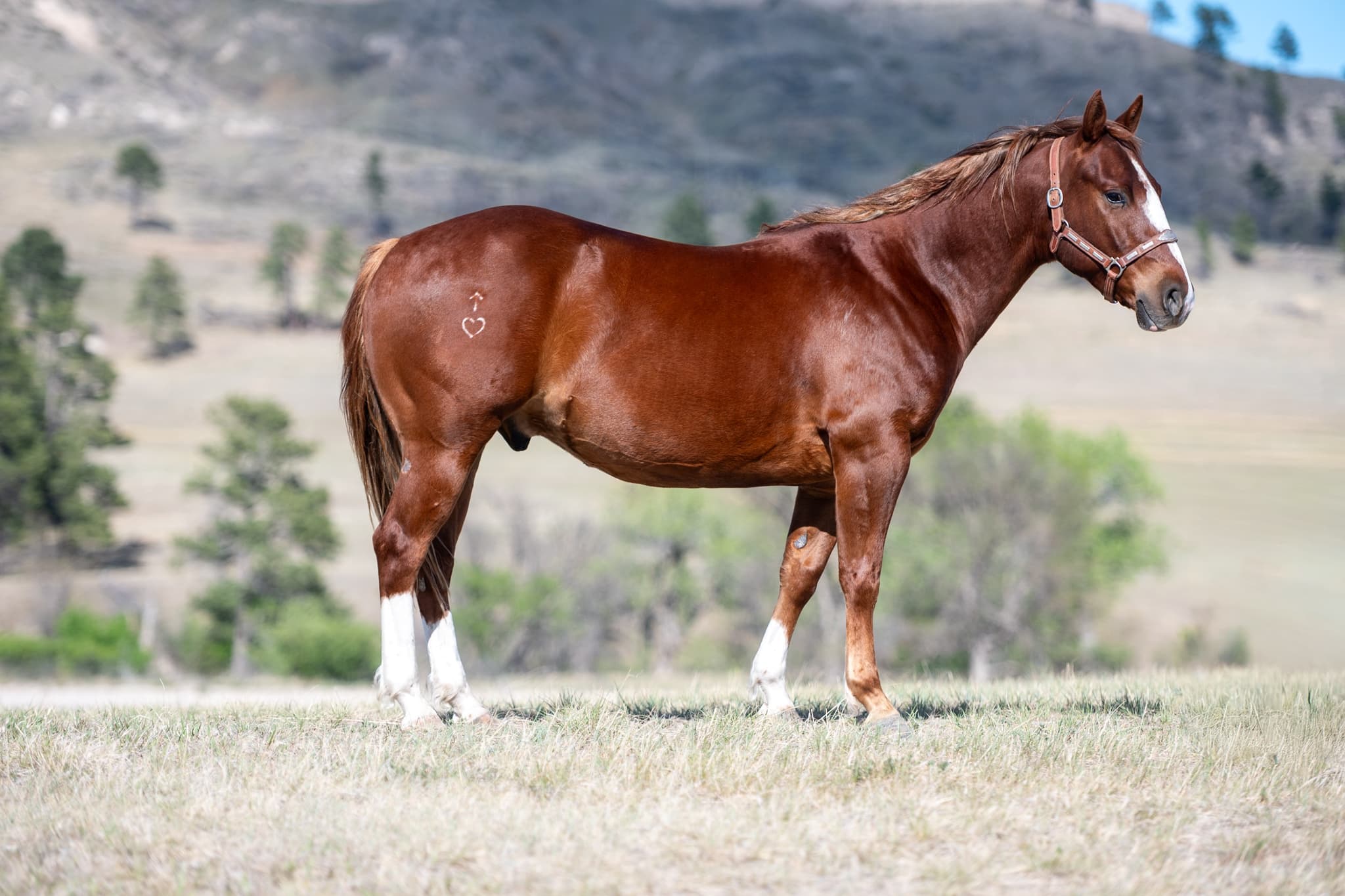 RIVERBOTTOM RALPHIE - Image 12