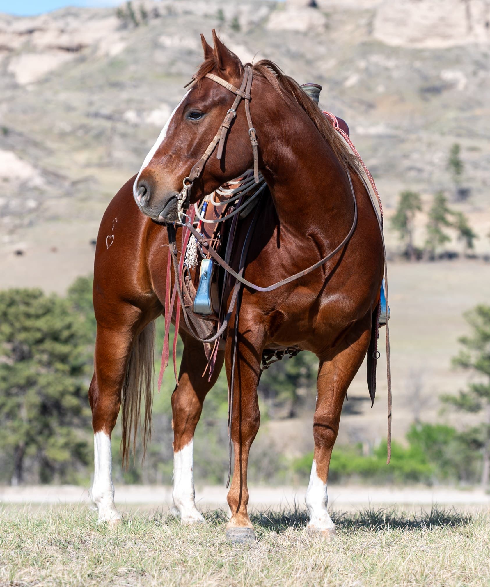 RIVERBOTTOM RALPHIE - Image 13