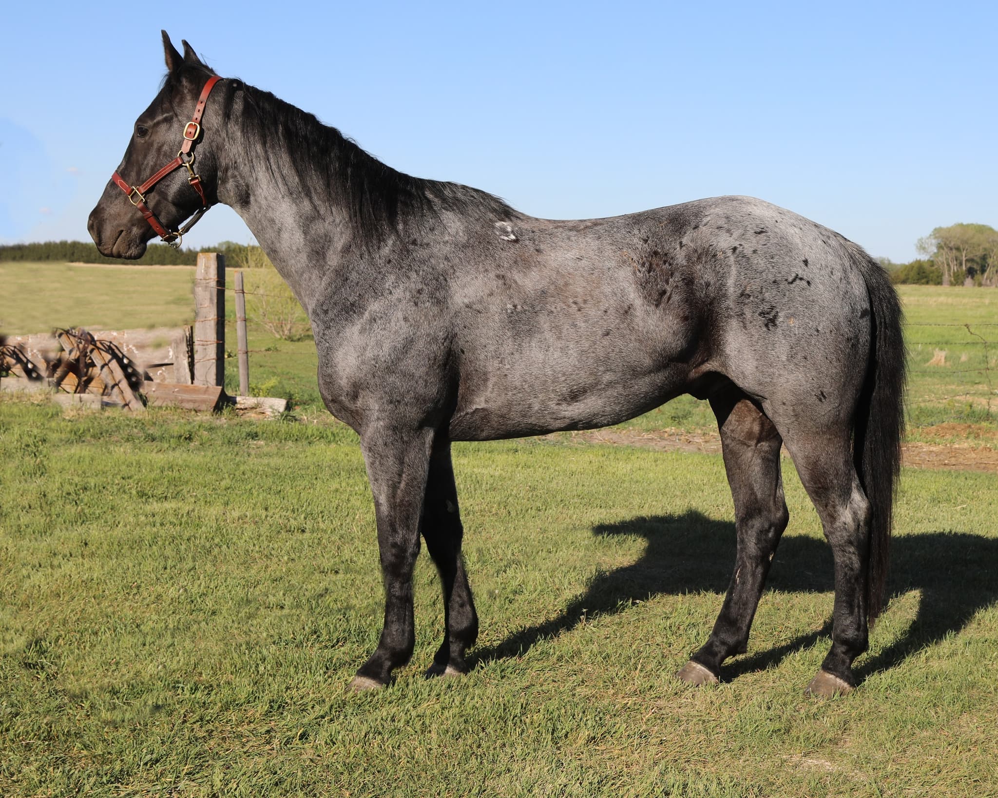 RS REDMOUNT DEL RIO - Image 1