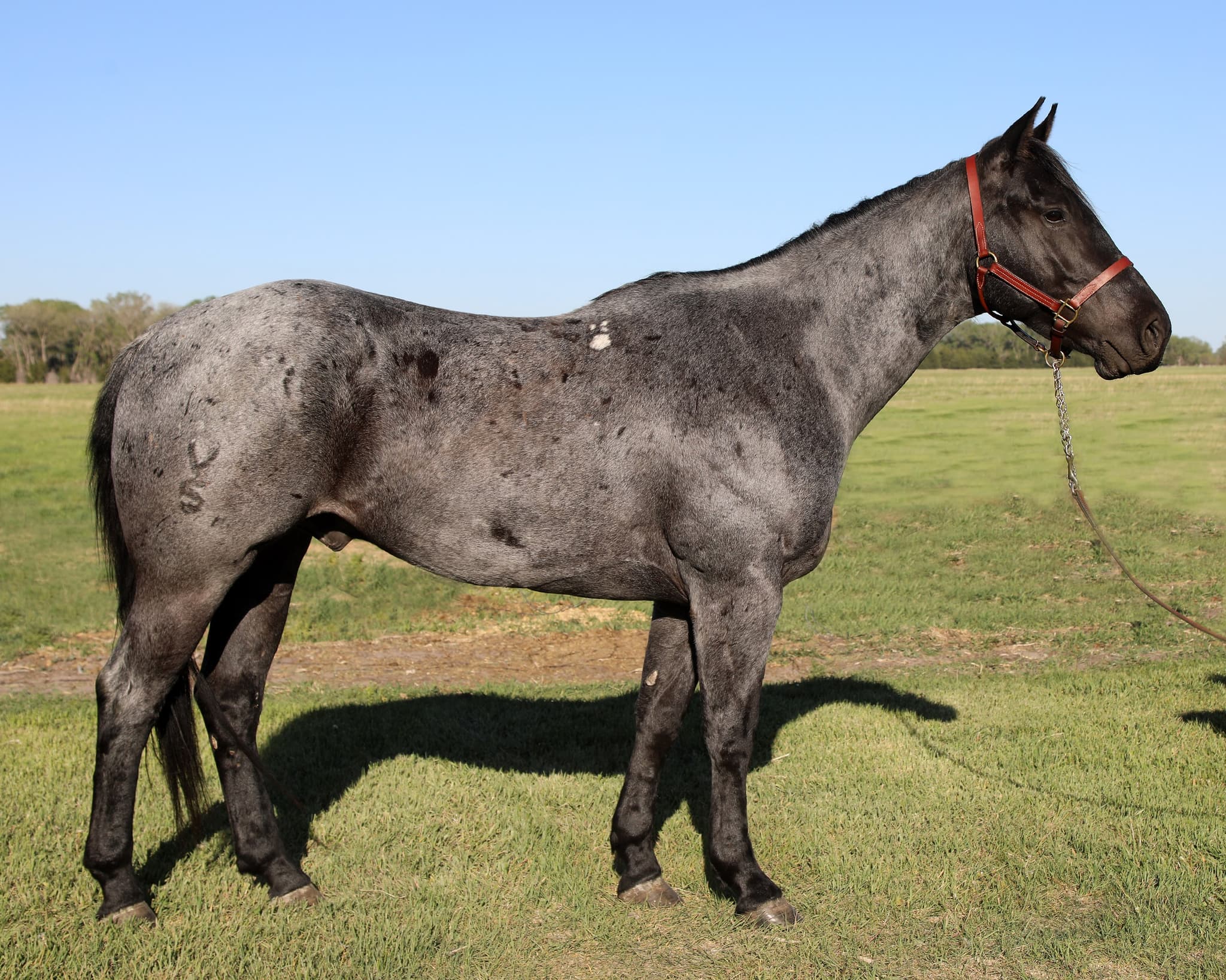 RS REDMOUNT DEL RIO - Image 2