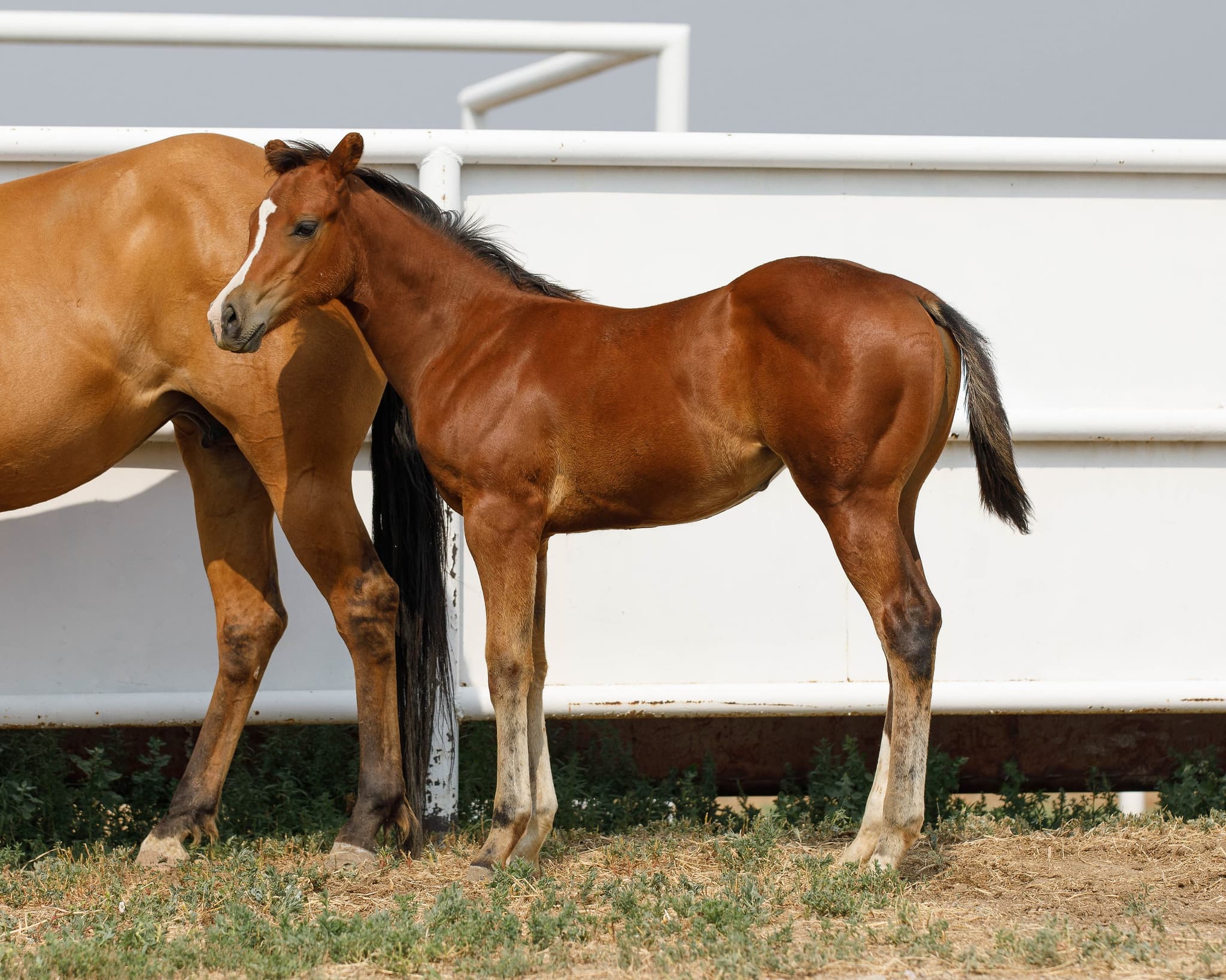 AQHA Pending - Image 1