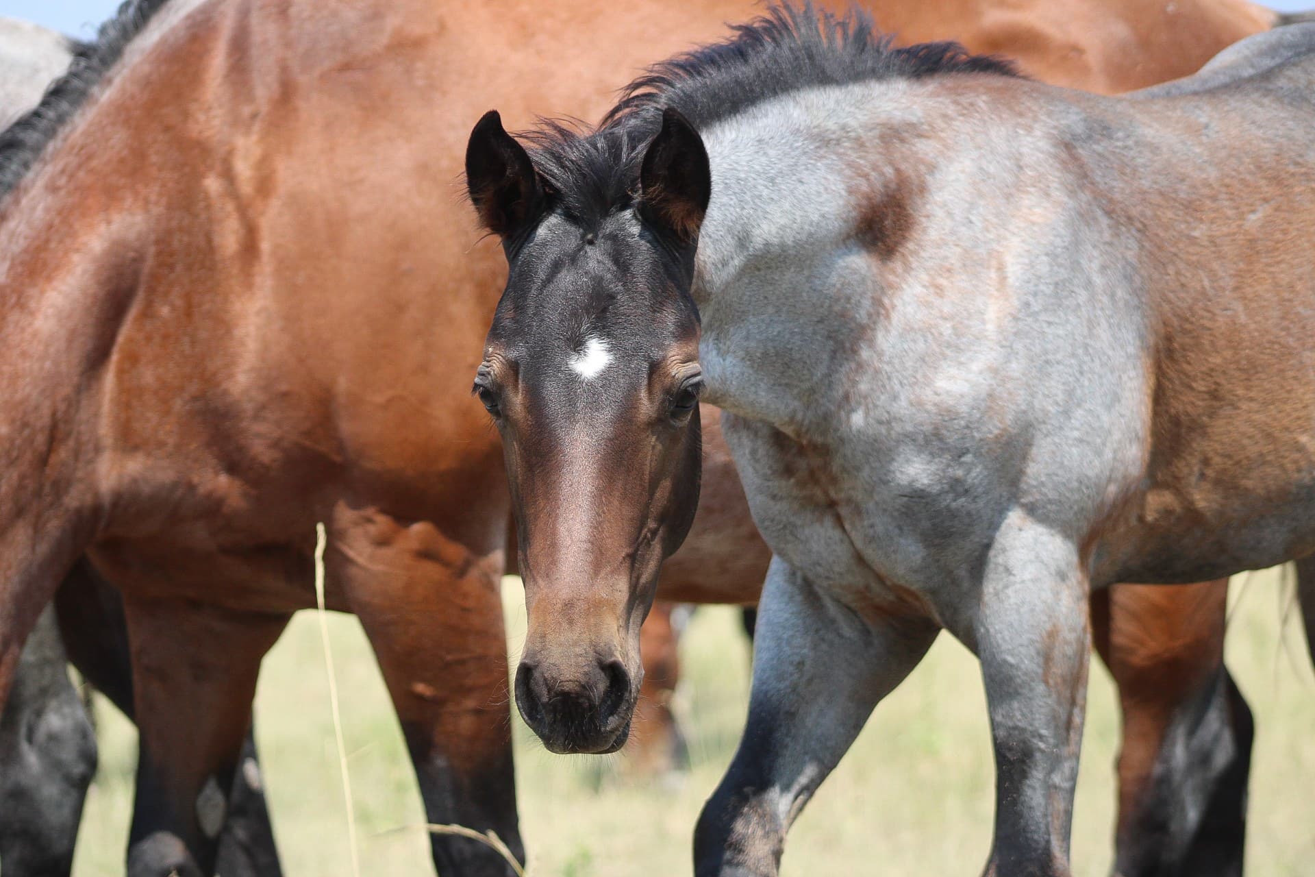 AQHA Pending - Image 2