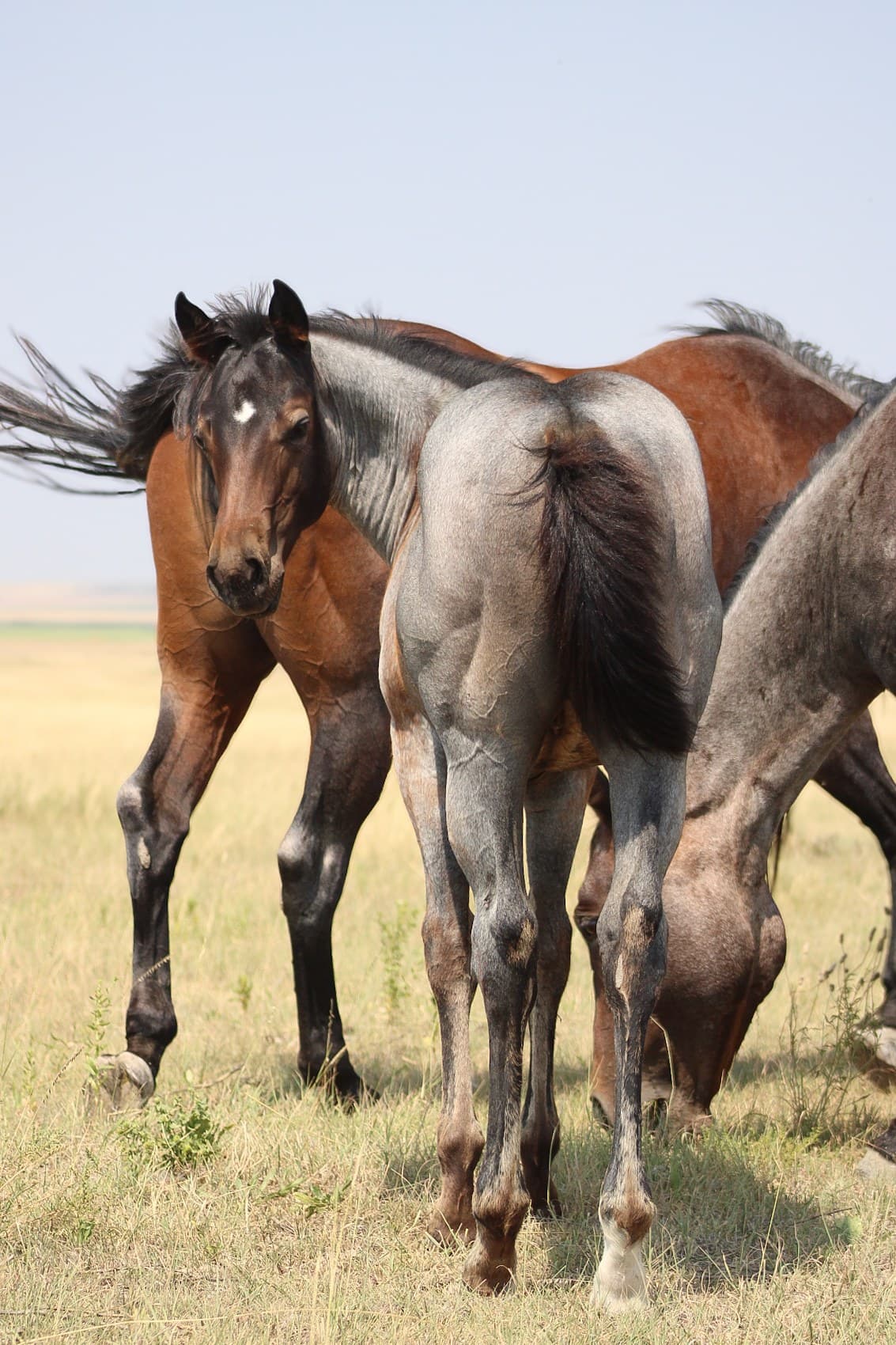 AQHA Pending - Image 4