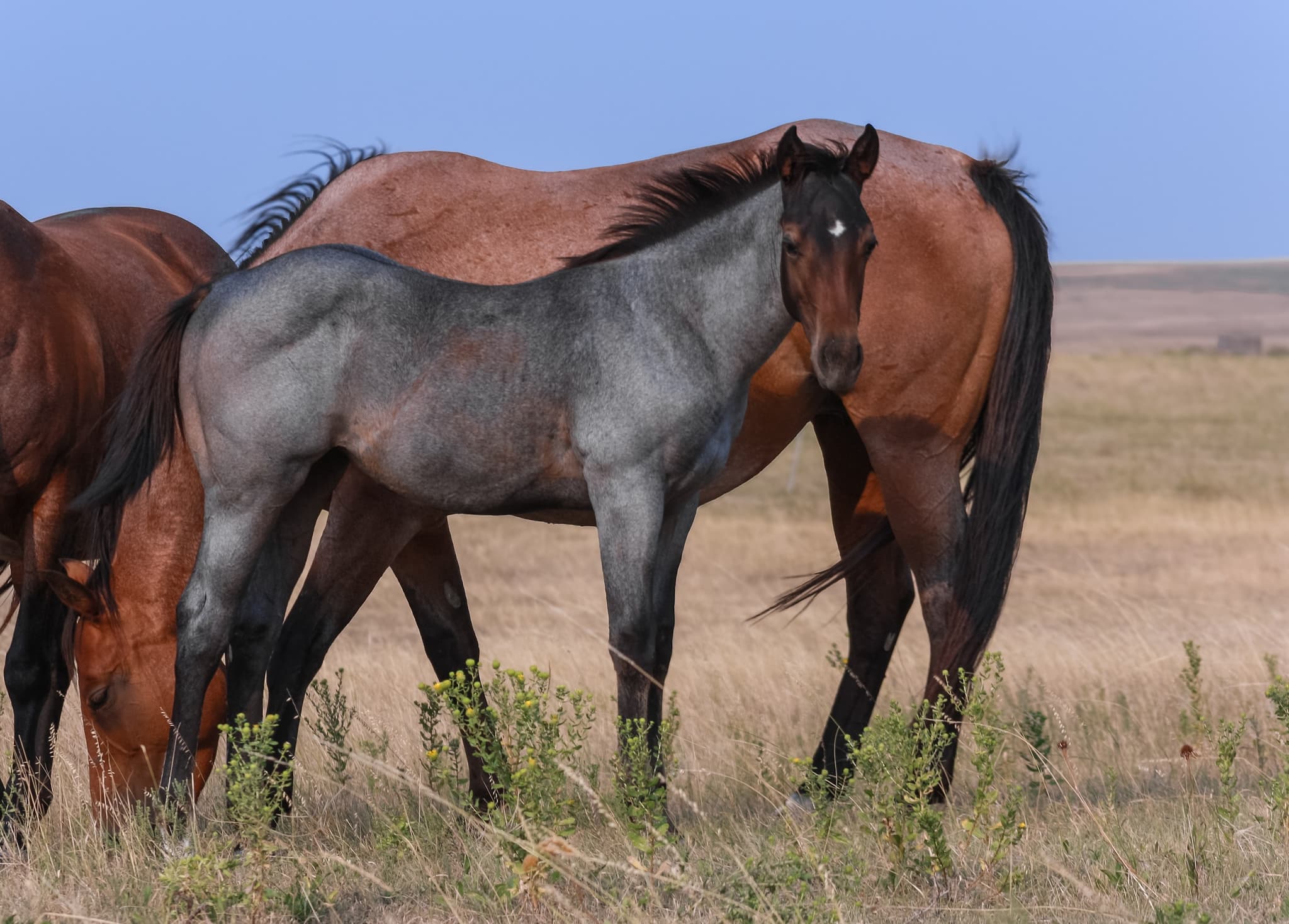 AQHA Pending - Image 1
