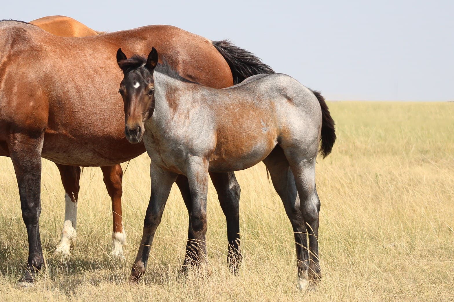 AQHA Pending - Image 3