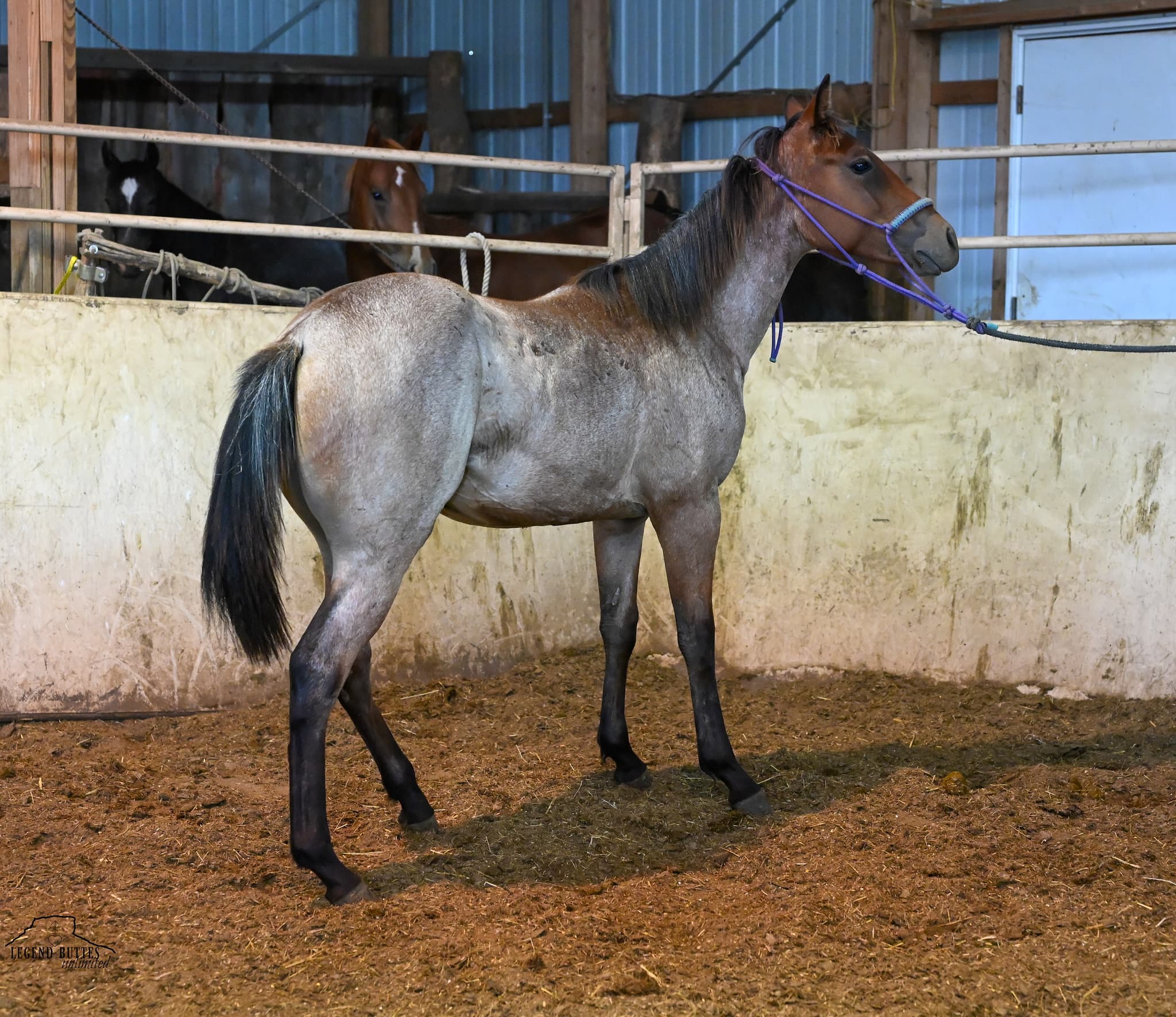 PK MISTYS DERBY DASH - Image 7