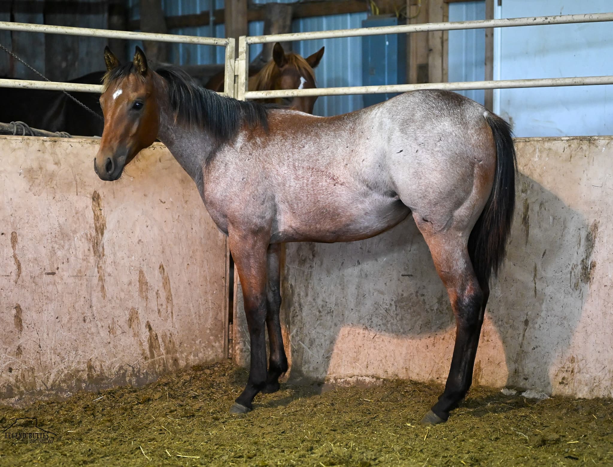 PK MISTYS DERBY DASH - Image 1