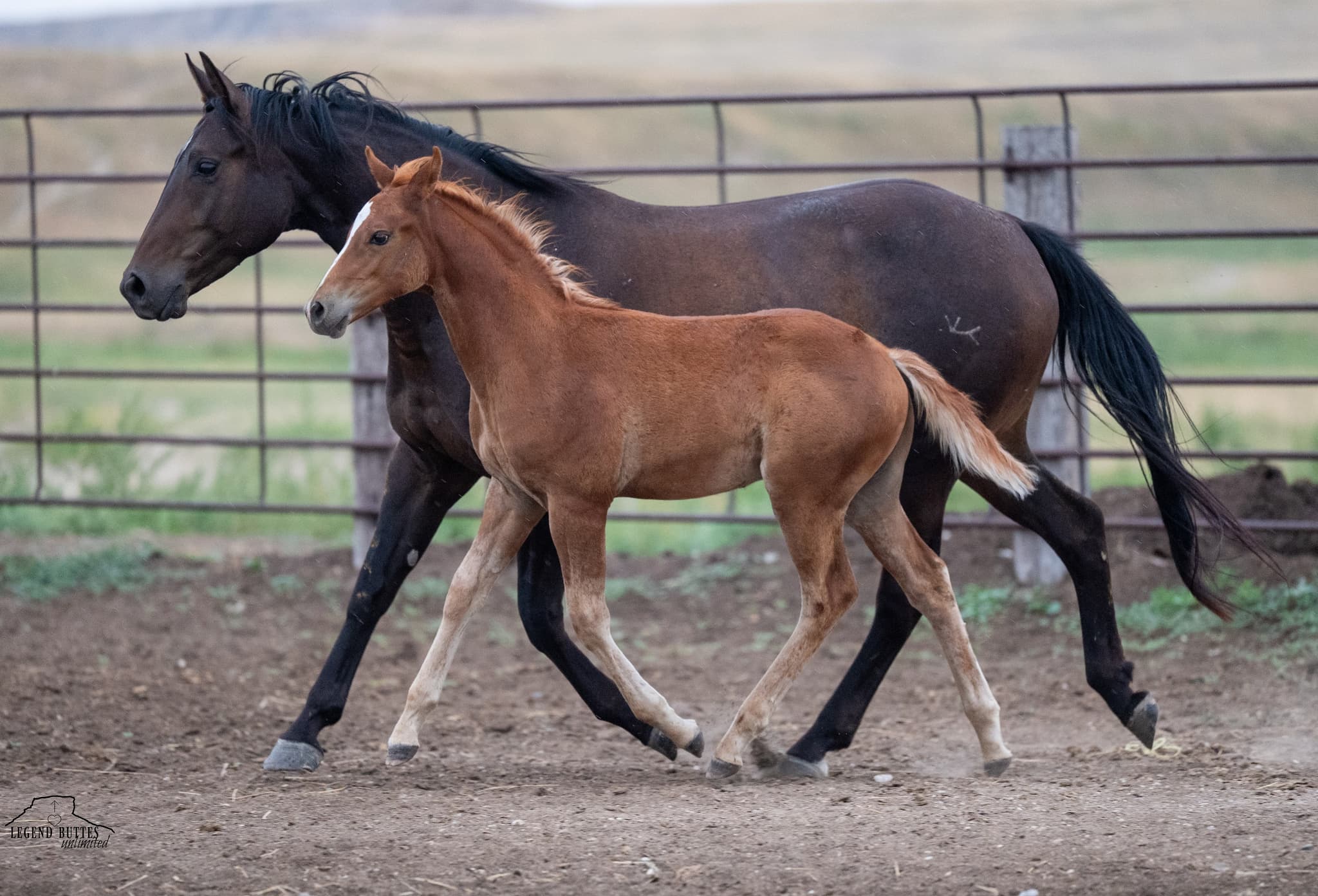 AQHA Pending - Image 1