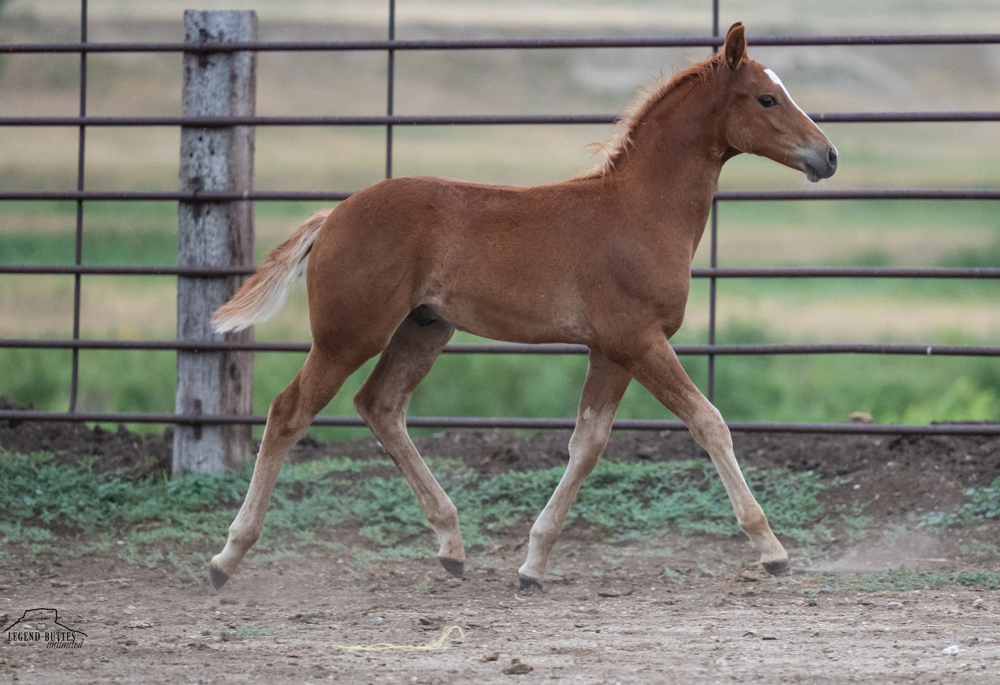 AQHA Pending - Image 6