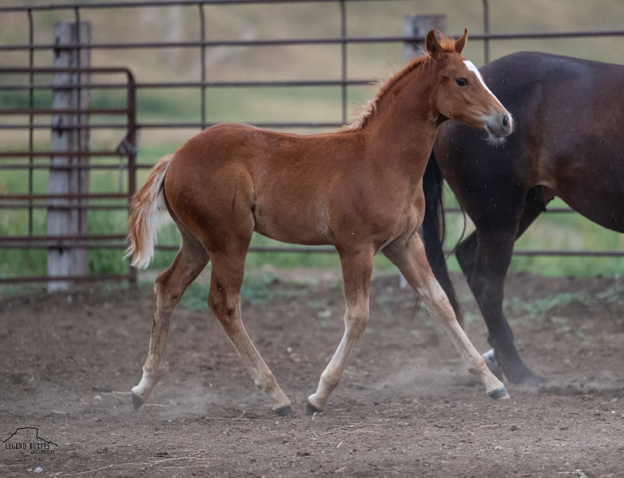 AQHA Pending - Image 3