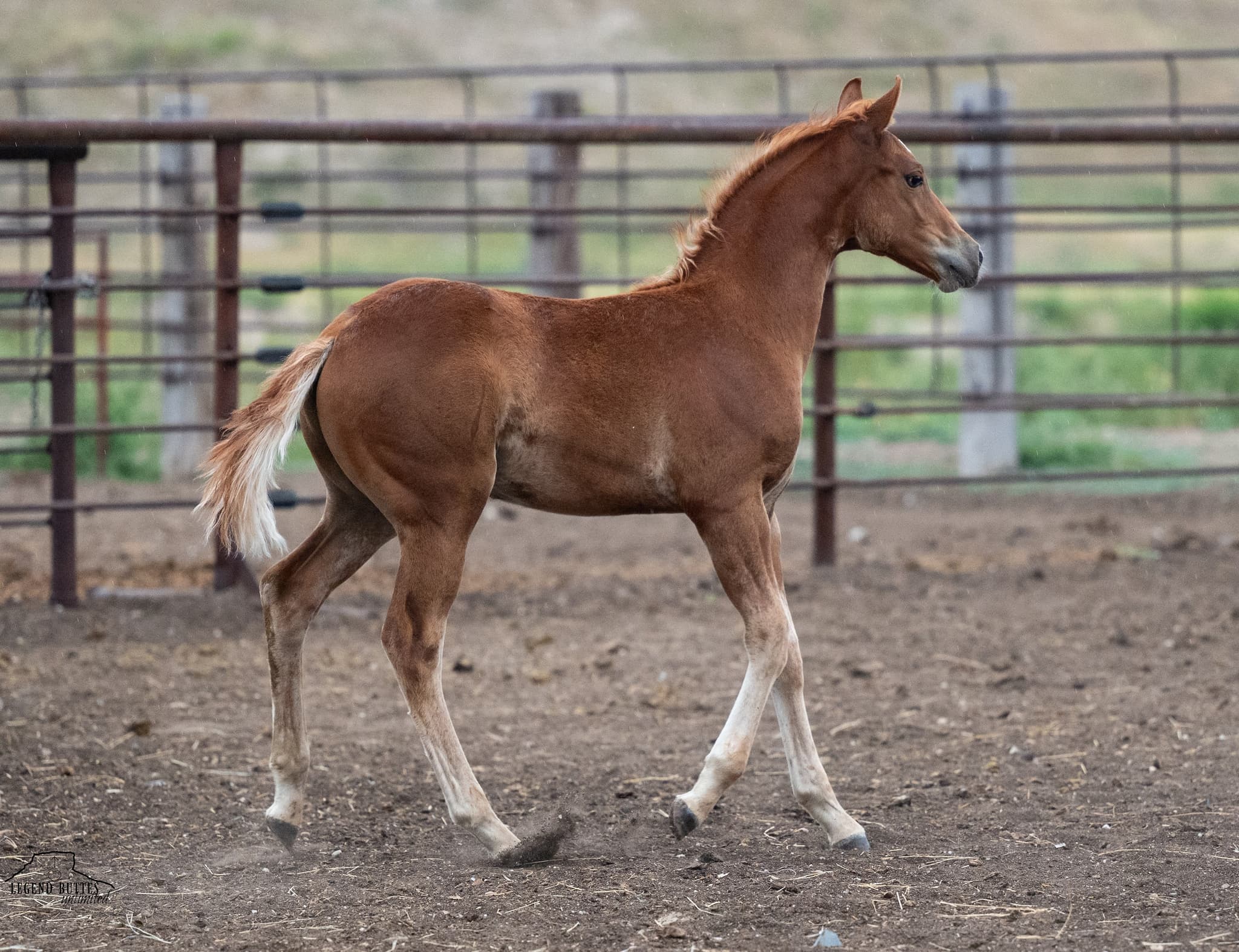 AQHA Pending - Image 5