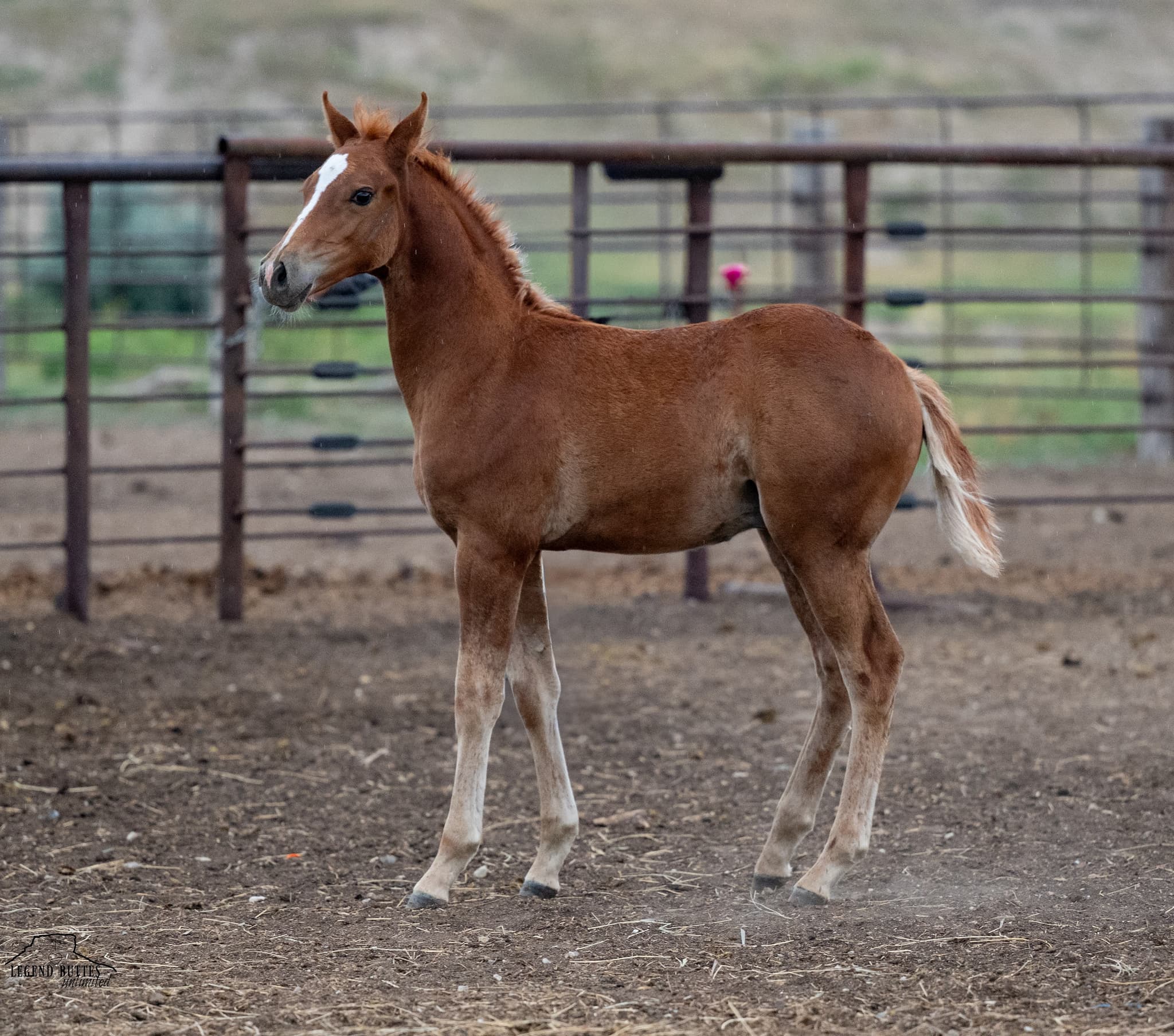 AQHA Pending - Image 4