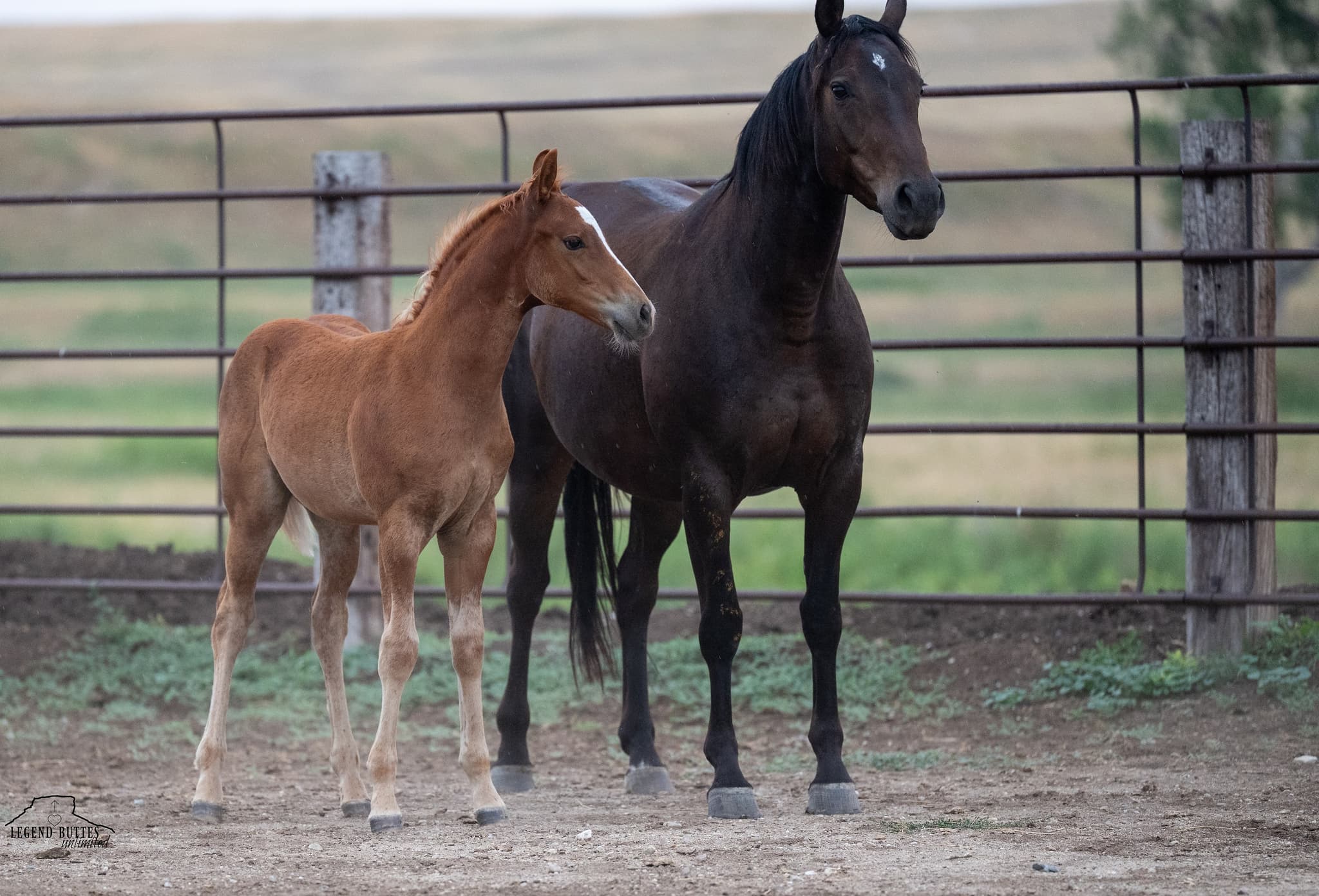 AQHA Pending - Image 2