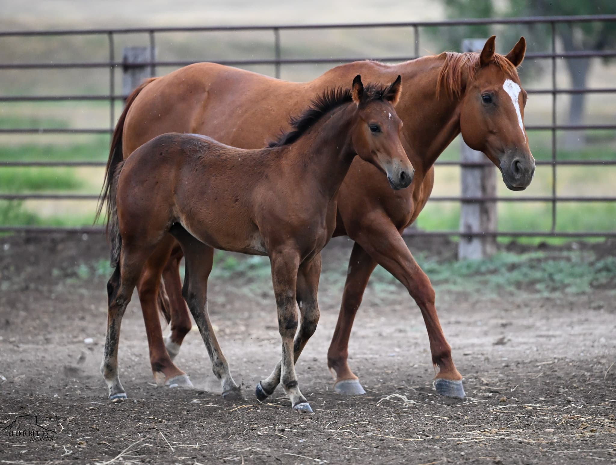 AQHA Pending - Image 3