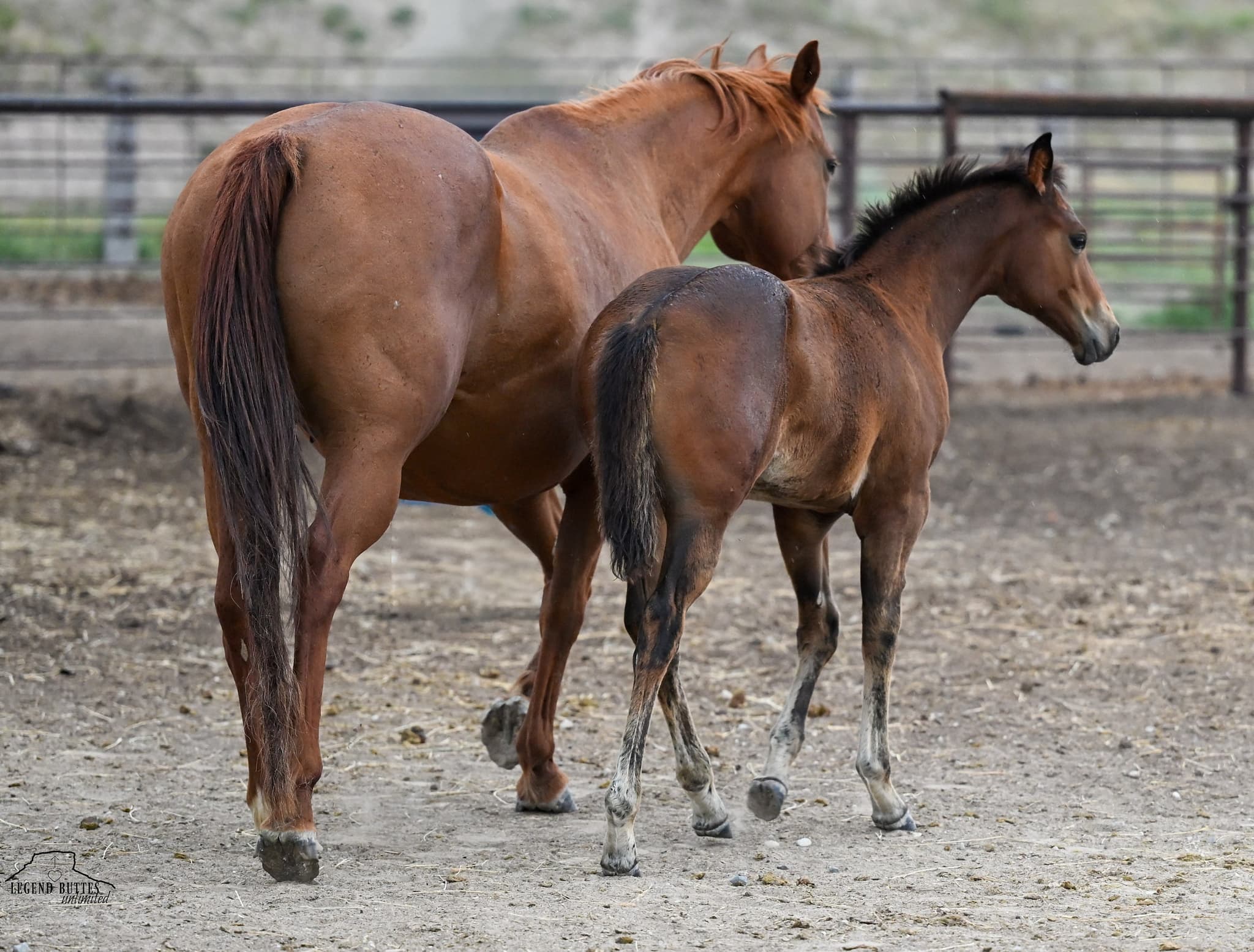 AQHA Pending - Image 2