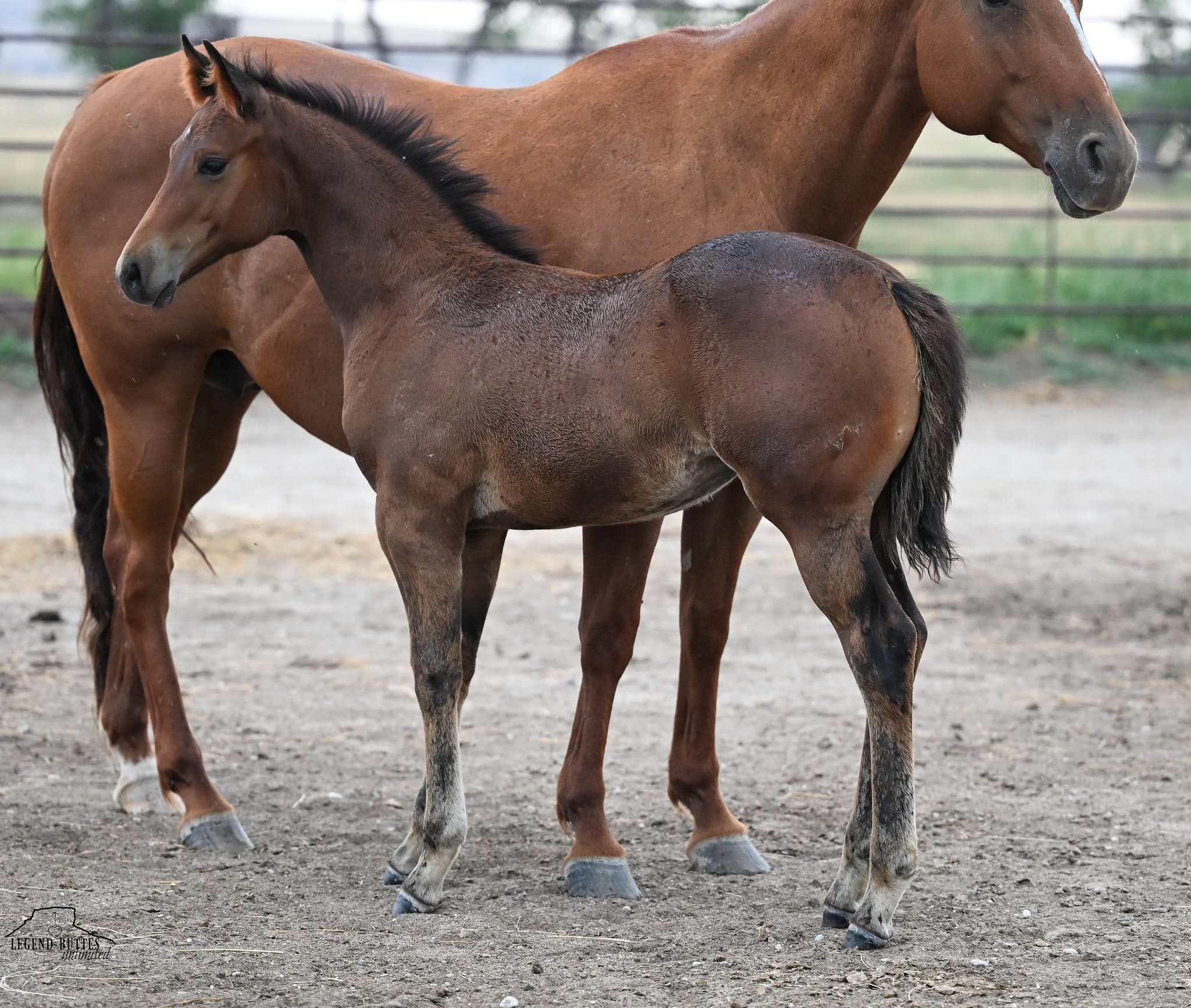 AQHA Pending - Image 1