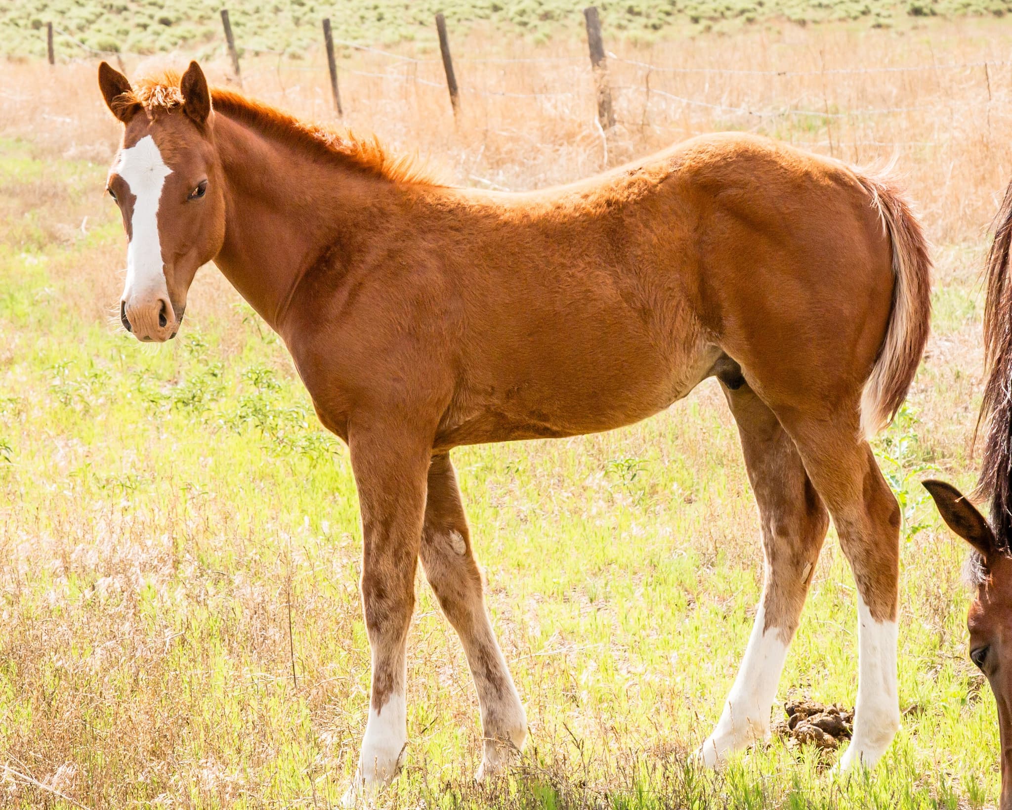 BDB ROYAL DUKE JACK - Image 1