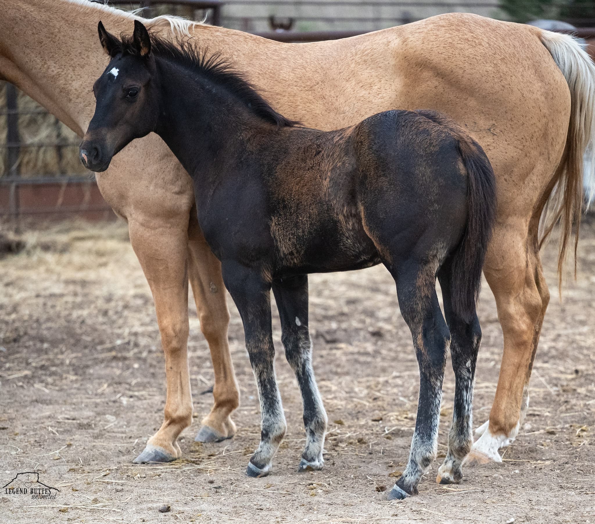AQHA Pending - Image 1