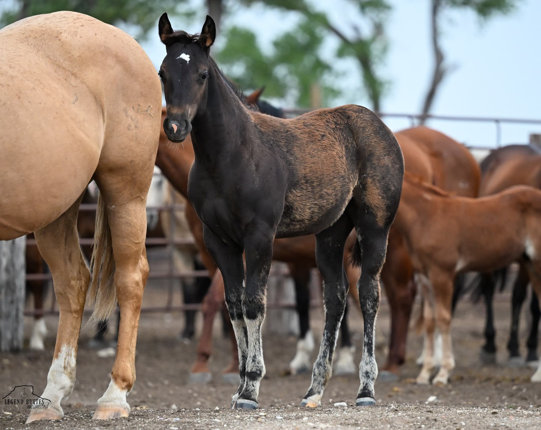 AQHA Pending - Image 2
