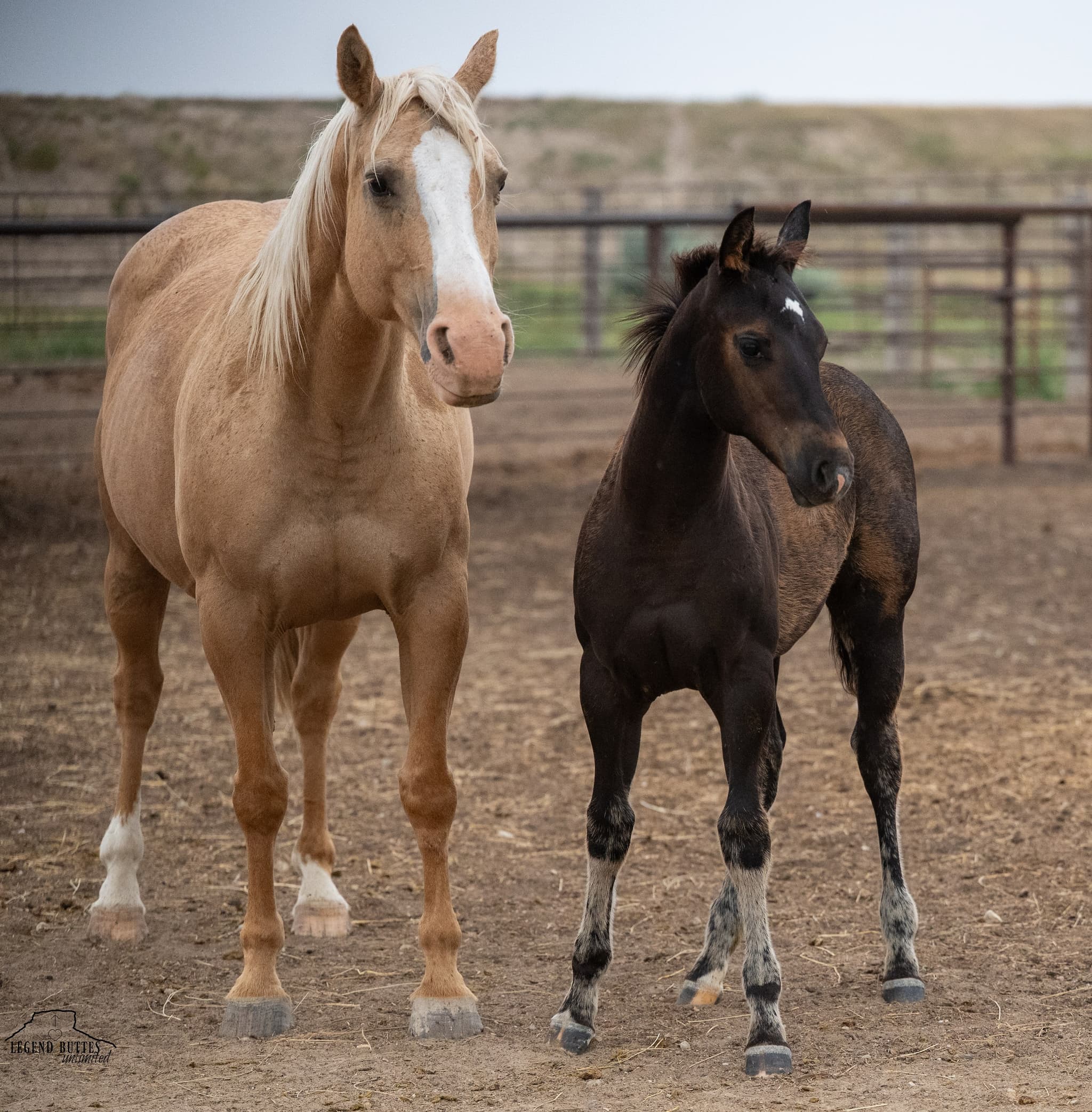 AQHA Pending - Image 3