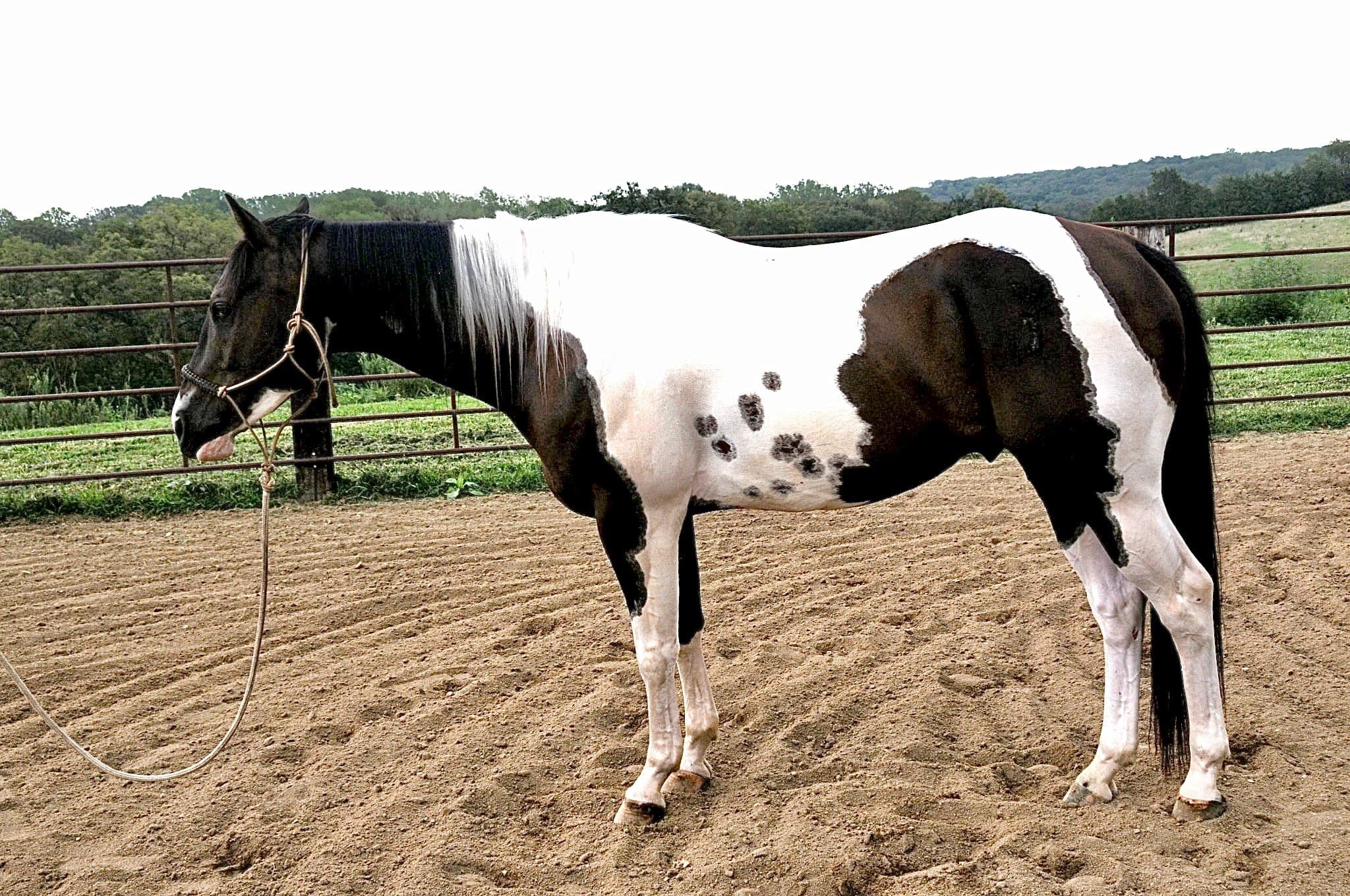 BUGSY - Image 6