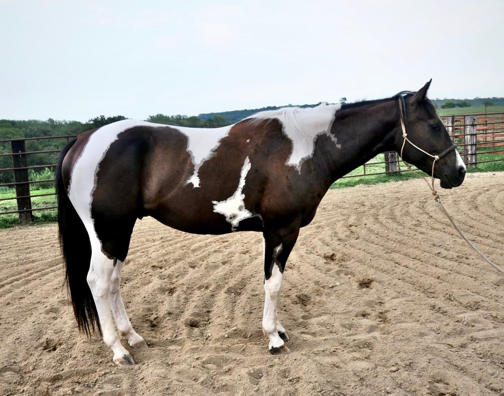 BUGSY - Image 8
