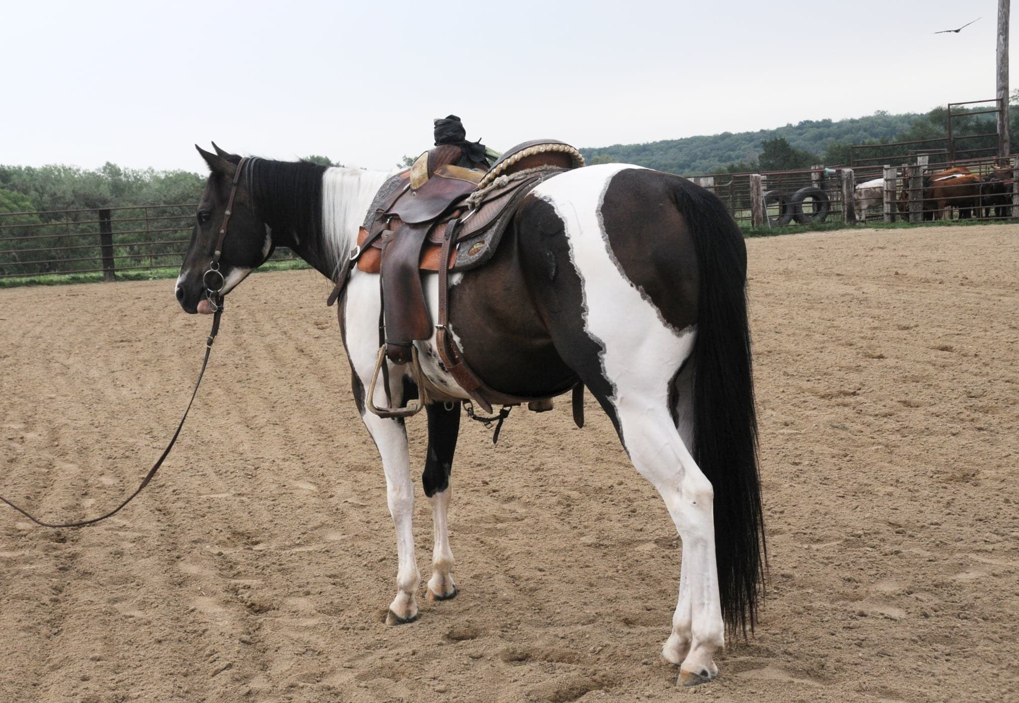 BUGSY - Image 1