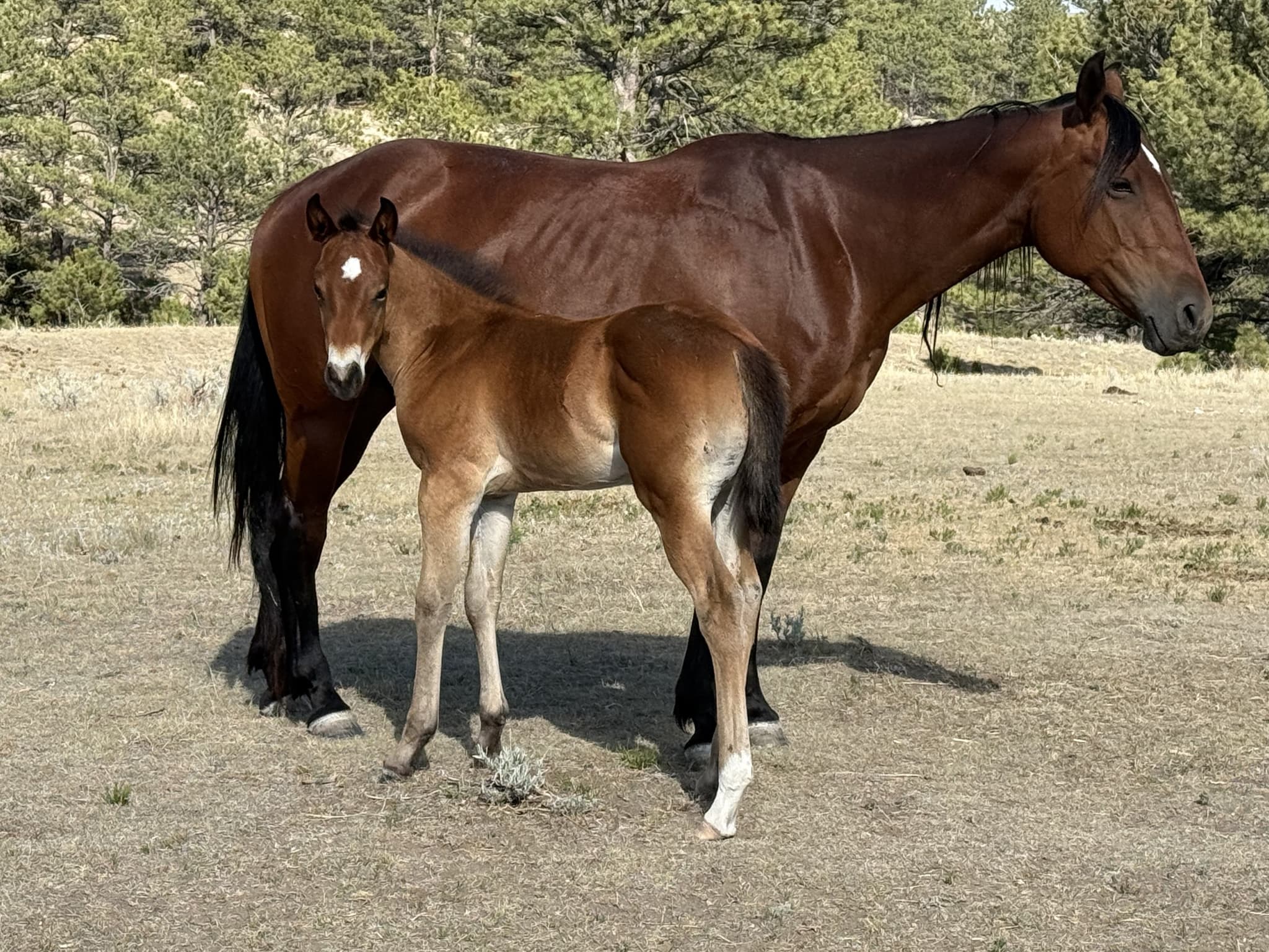 SENOR COWBOY PROUD - Image 2