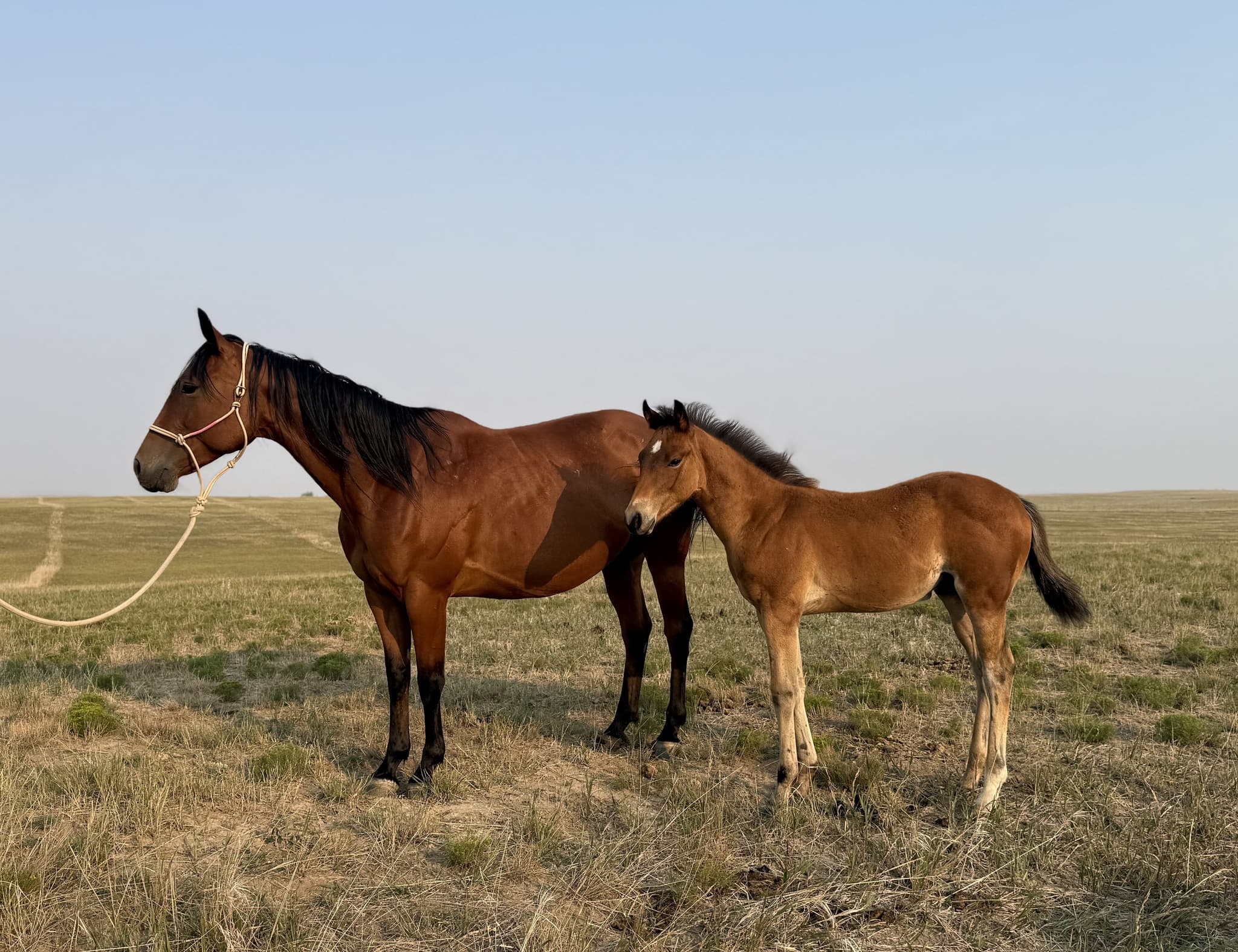 SENOR COWBOY PROUD - Image 1