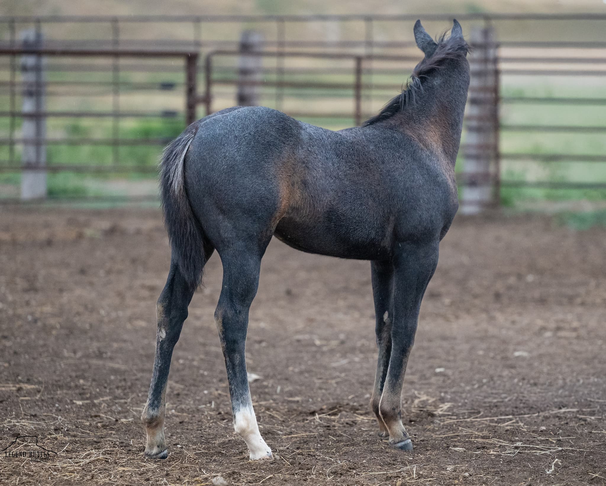 AQHA Pending - Image 4