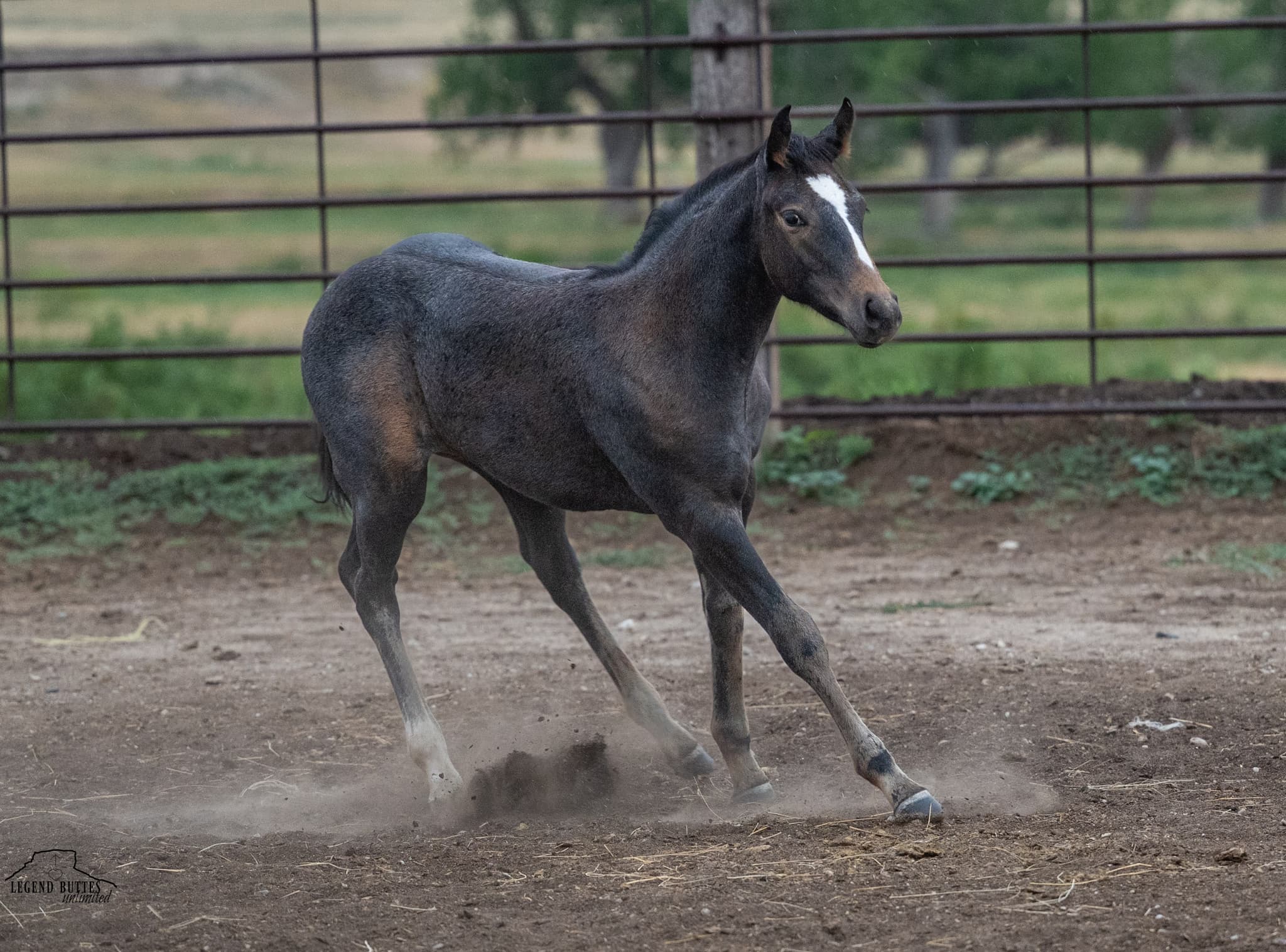AQHA Pending - Image 2