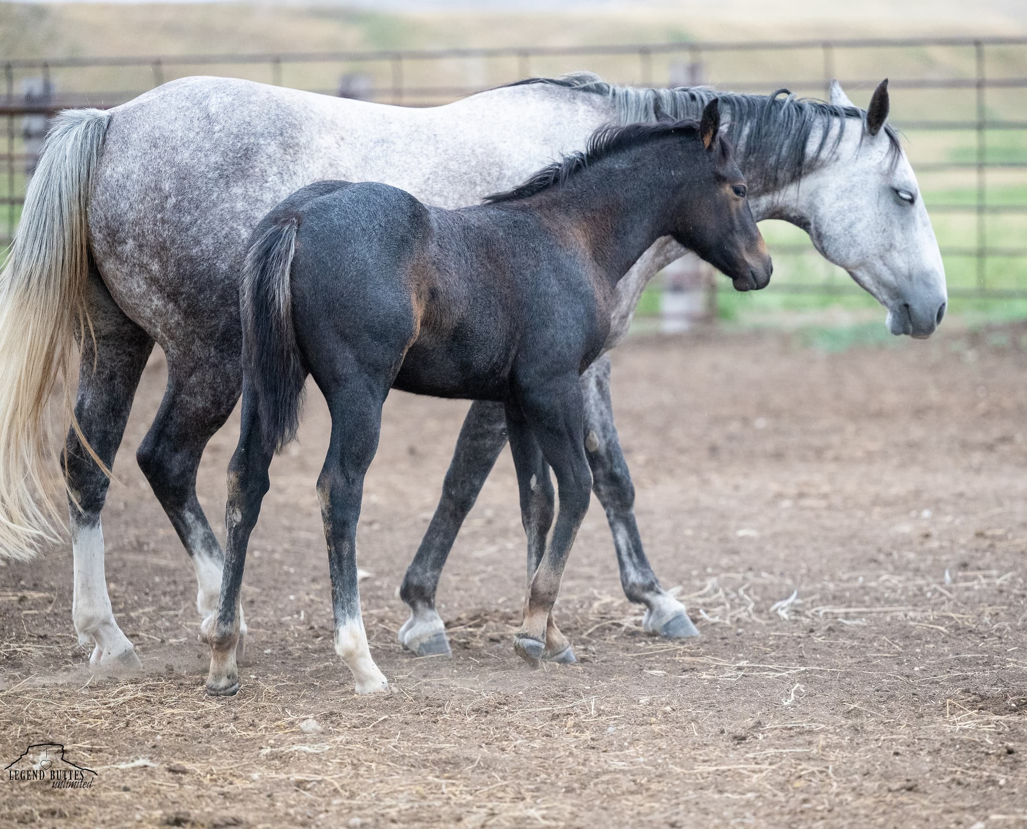 AQHA Pending - Image 3