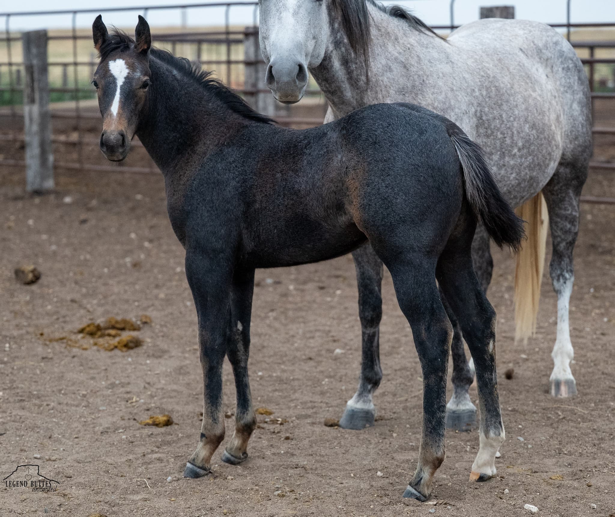AQHA Pending - Image 1