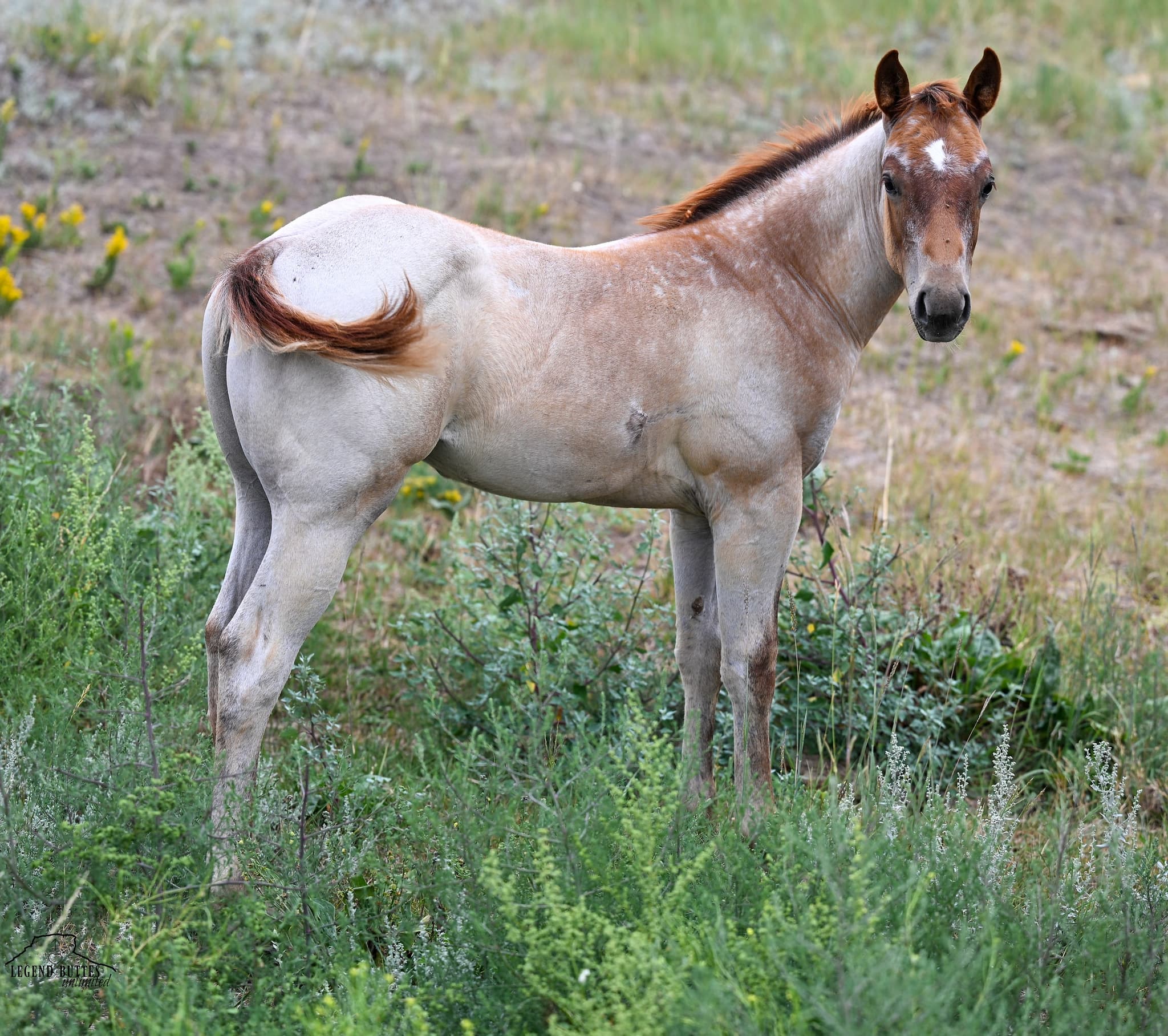 AQHA Pending - Image 4