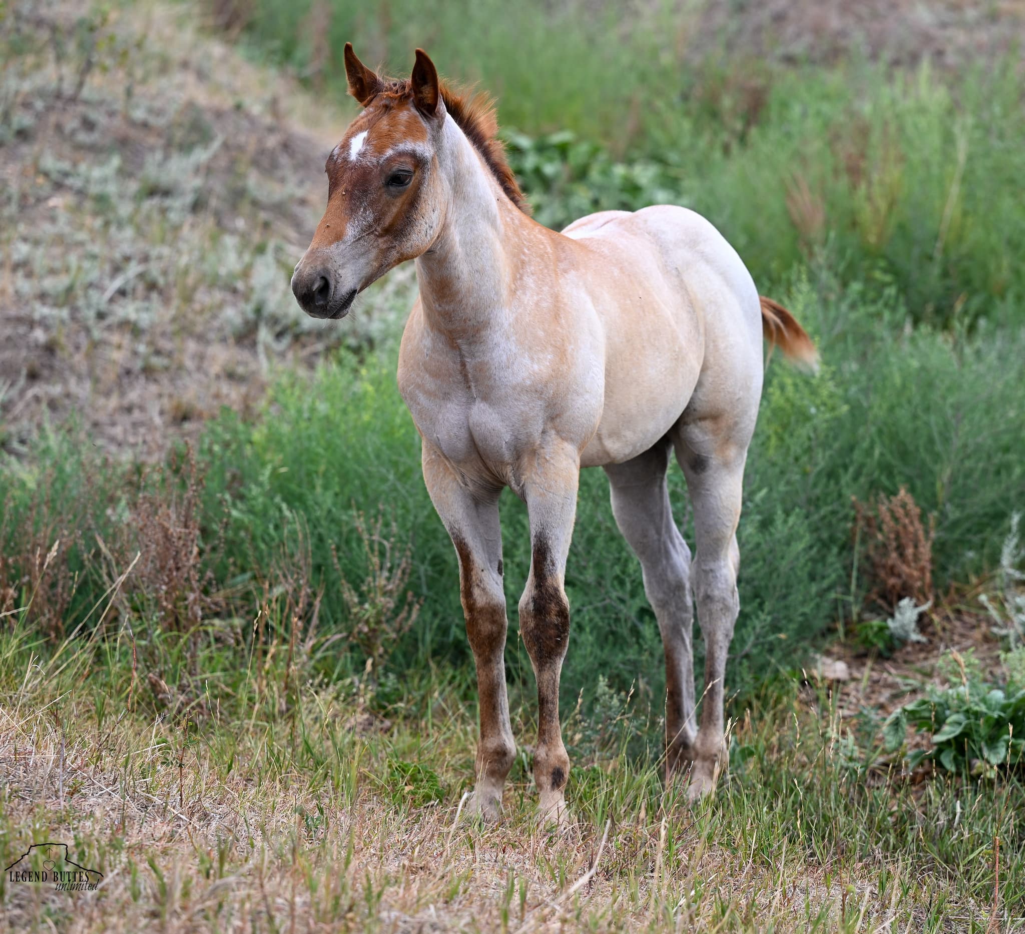 AQHA Pending - Image 6